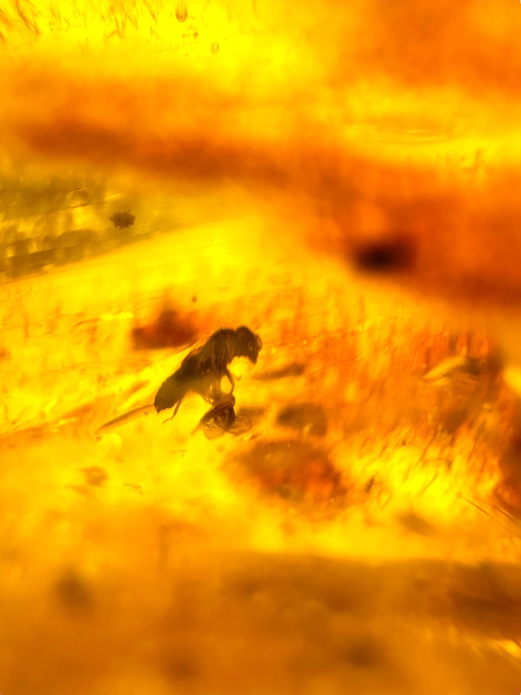 Insects in young amber (copal) 115,2g – Colombia - IK61