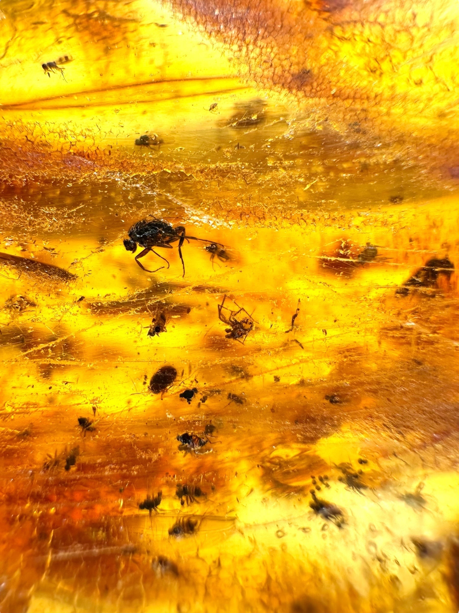 Insects in young amber (copal) 115,2g – Colombia - IK61