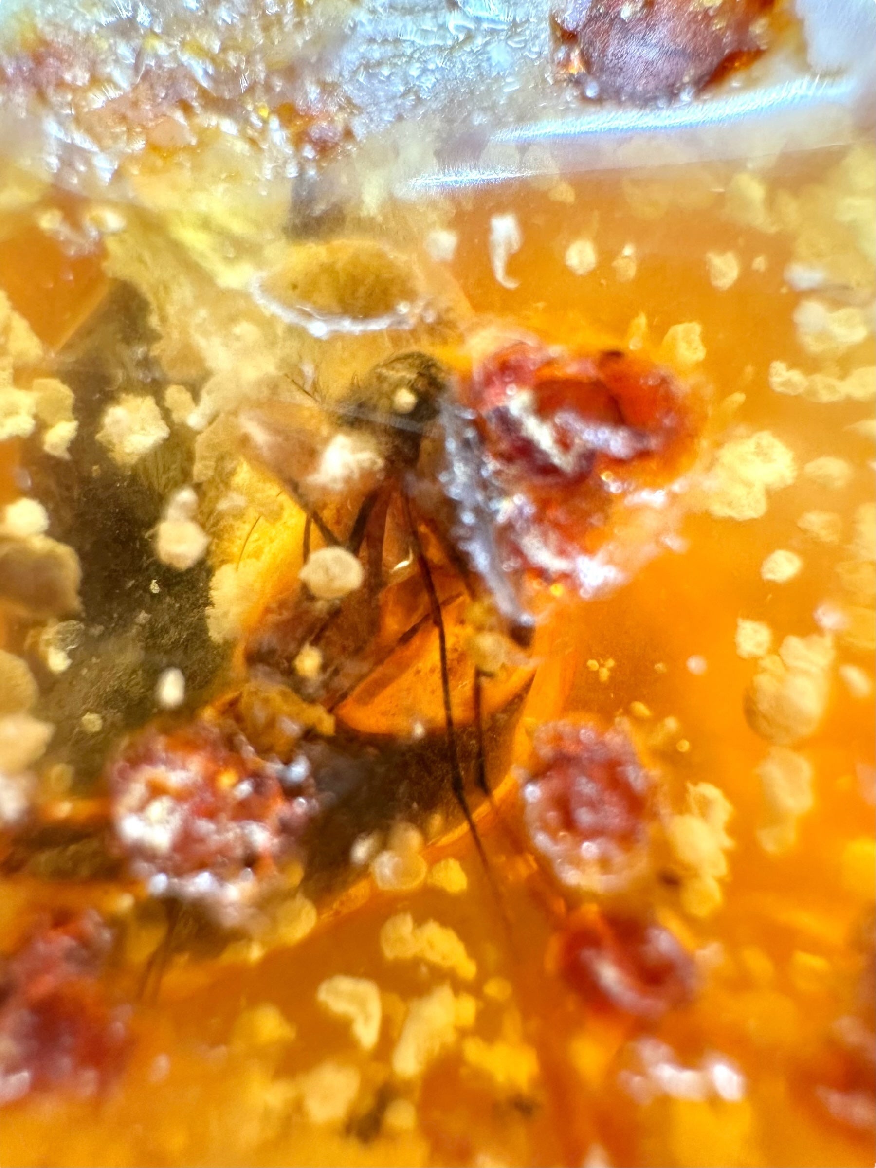 Insects in young amber (copal) 234,7g – Colombia - IK62