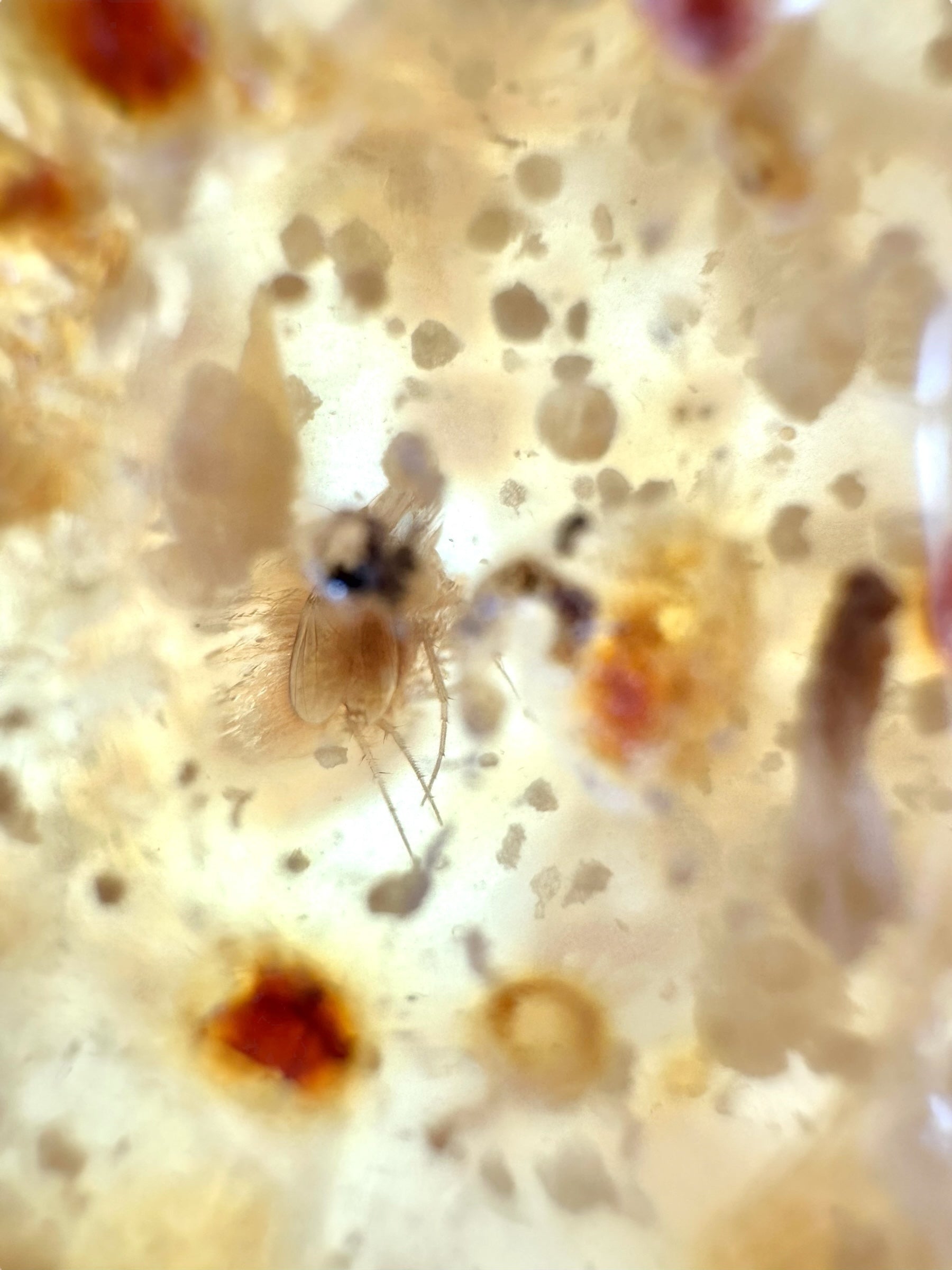 Insects in young amber (copal) 234,7g – Colombia - IK62