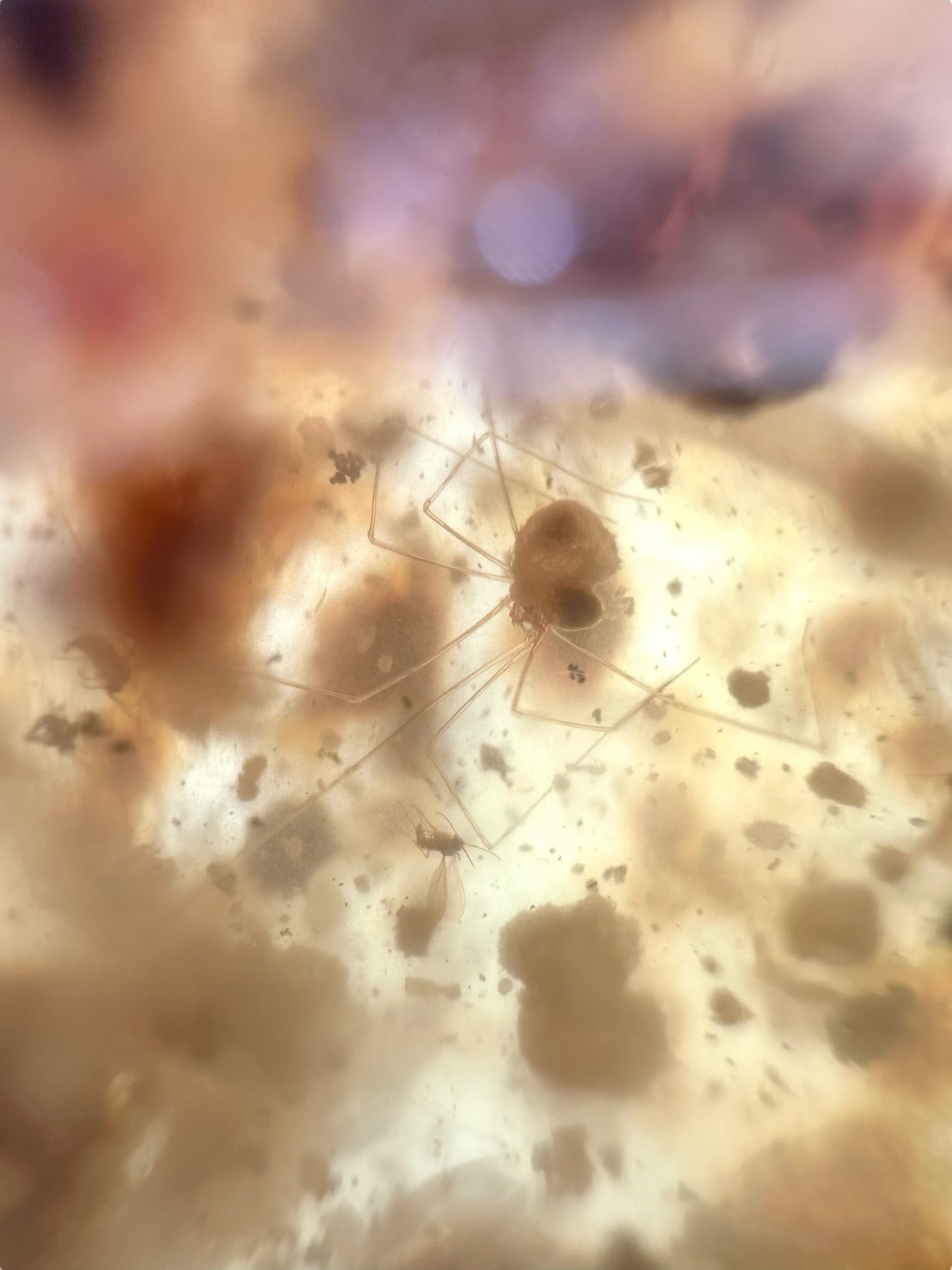 Insects in young amber (copal) 234,7g – Colombia - IK62