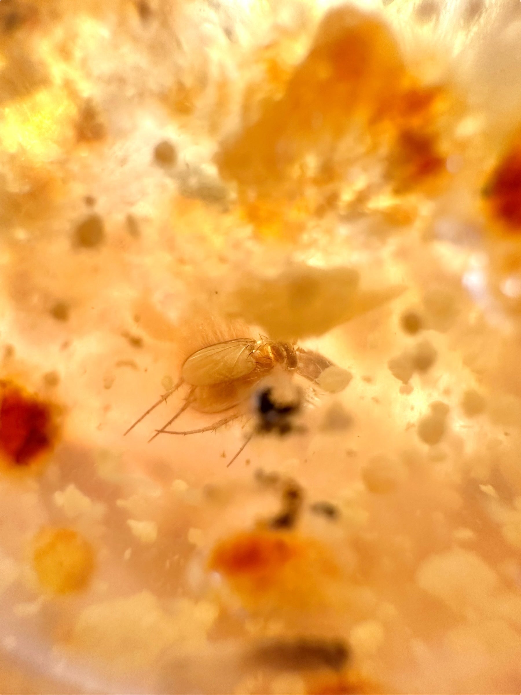 Insects in young amber (copal) 234,7g – Colombia - IK62