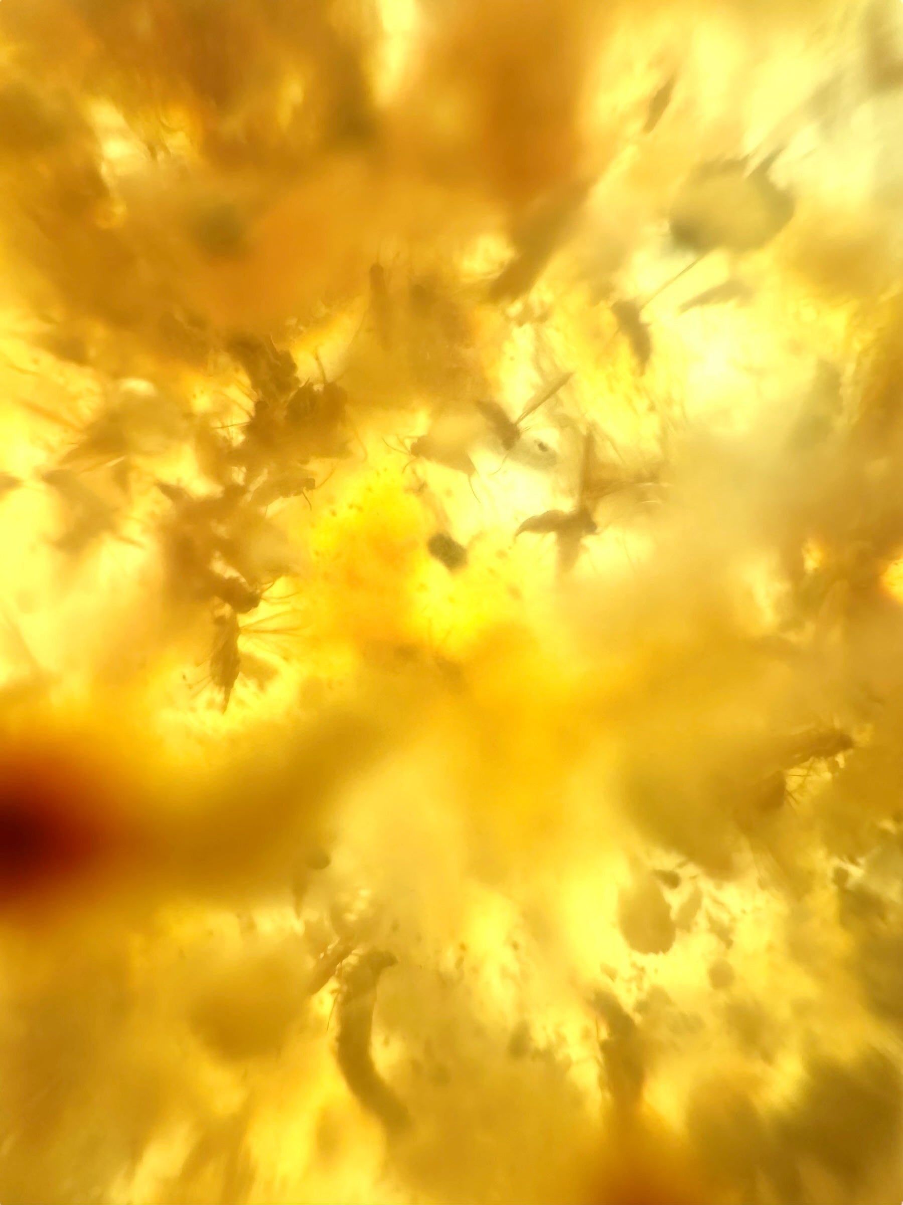 Insects in young amber (copal) 234,7g – Colombia - IK62