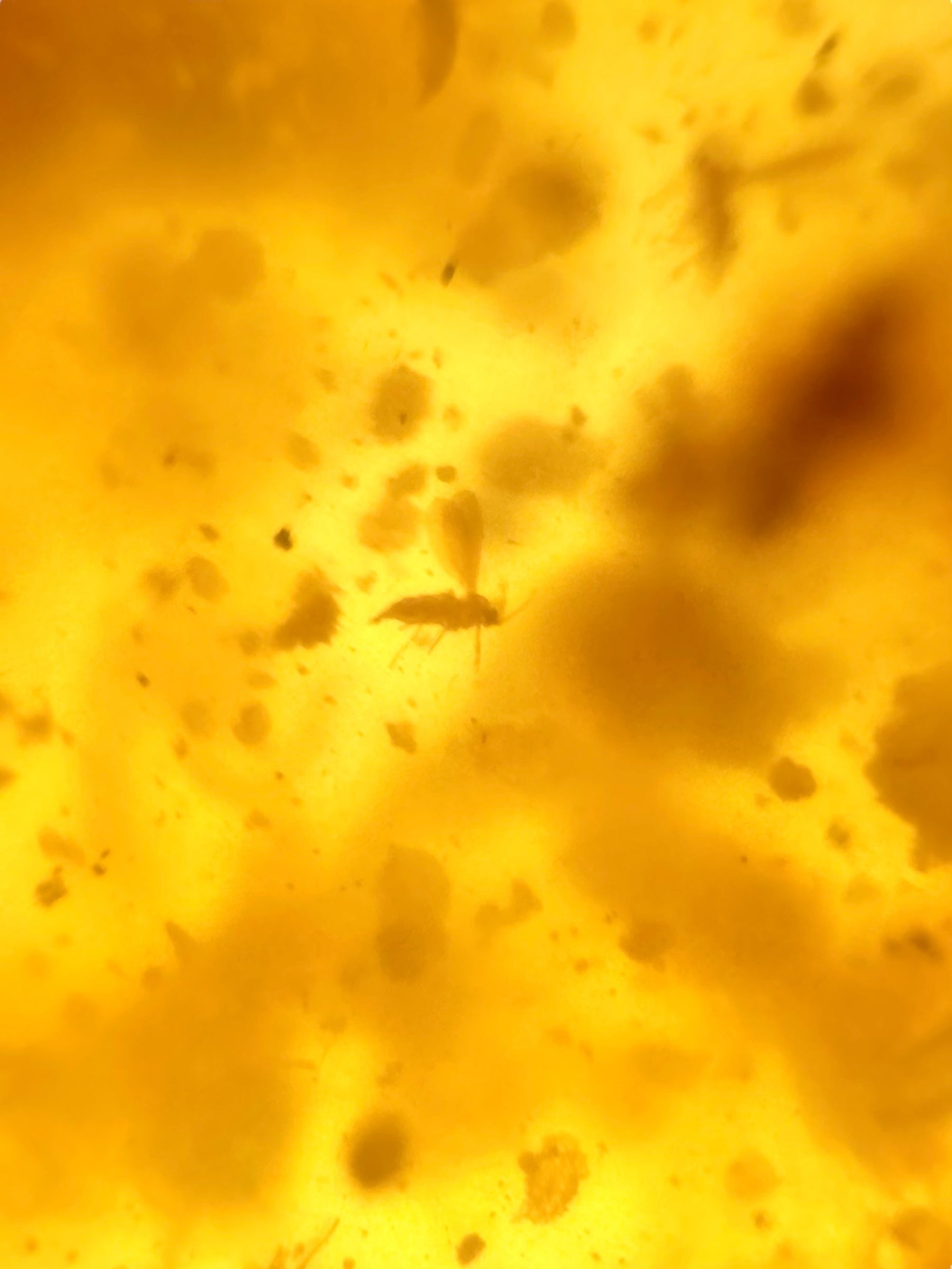 Insects in young amber (copal) 234,7g – Colombia - IK62