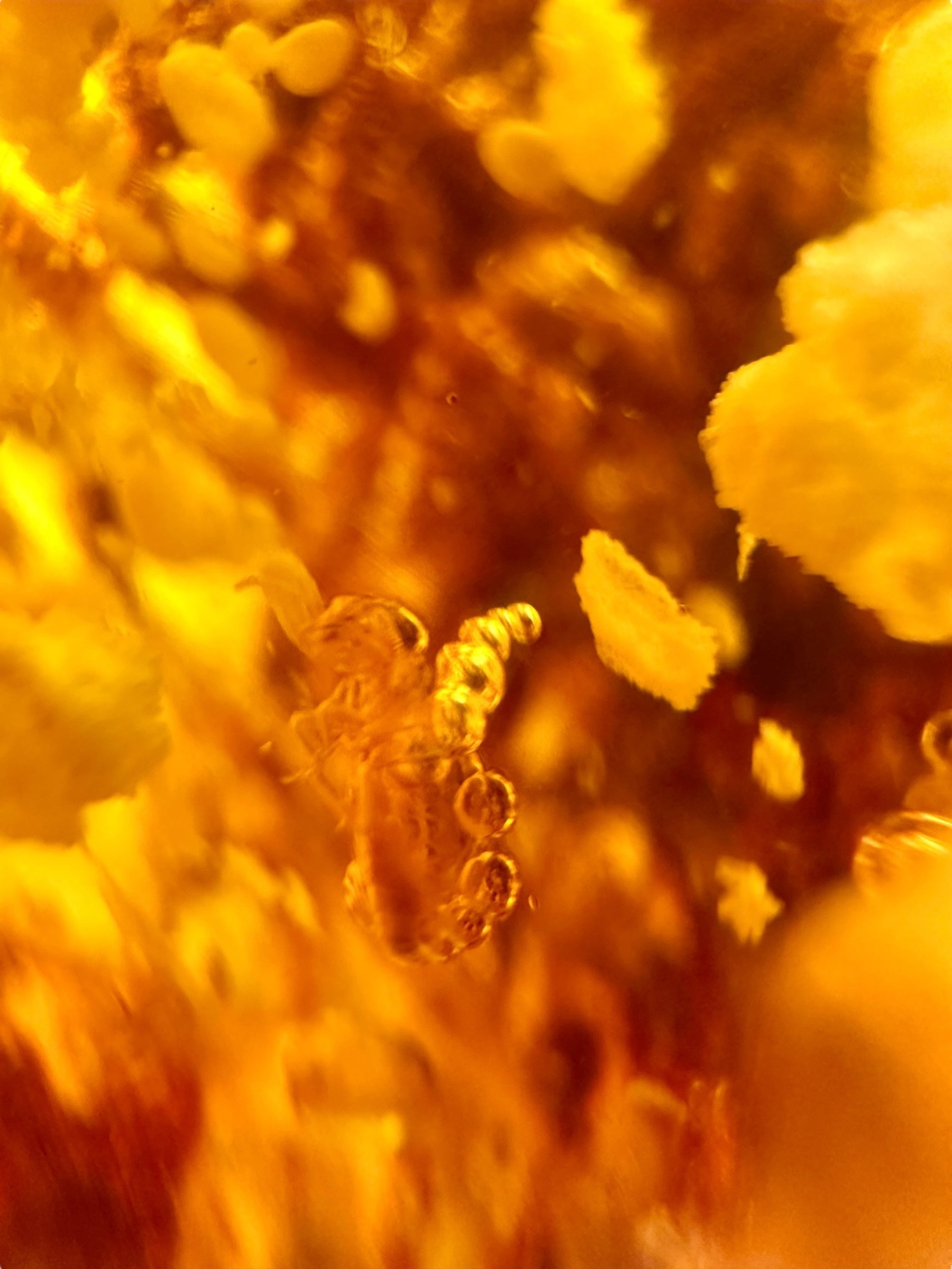 Insects in young amber (copal) 150,3g – Colombia - IK63
