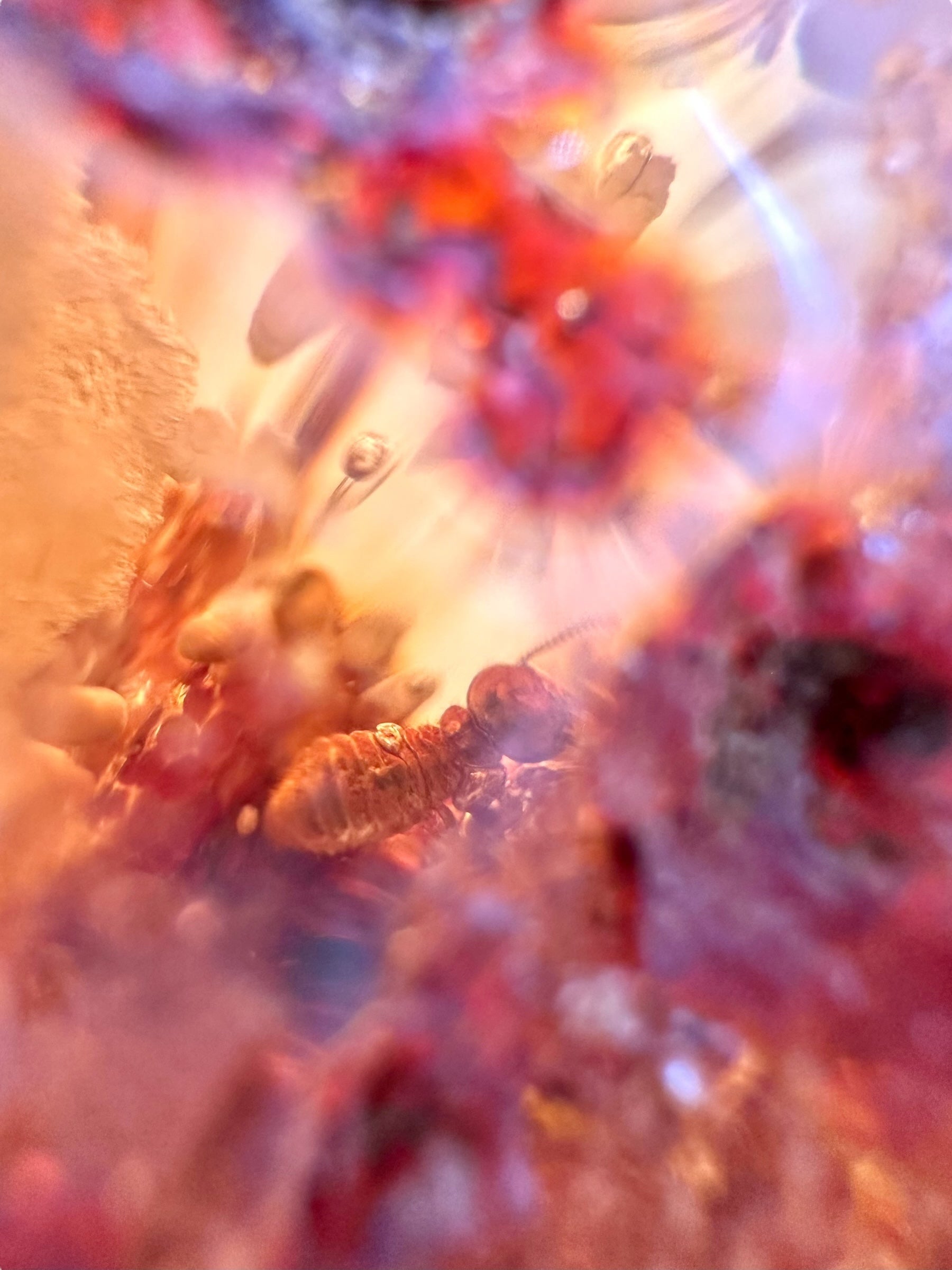 Insects in young amber (copal) 150,3g – Colombia - IK63