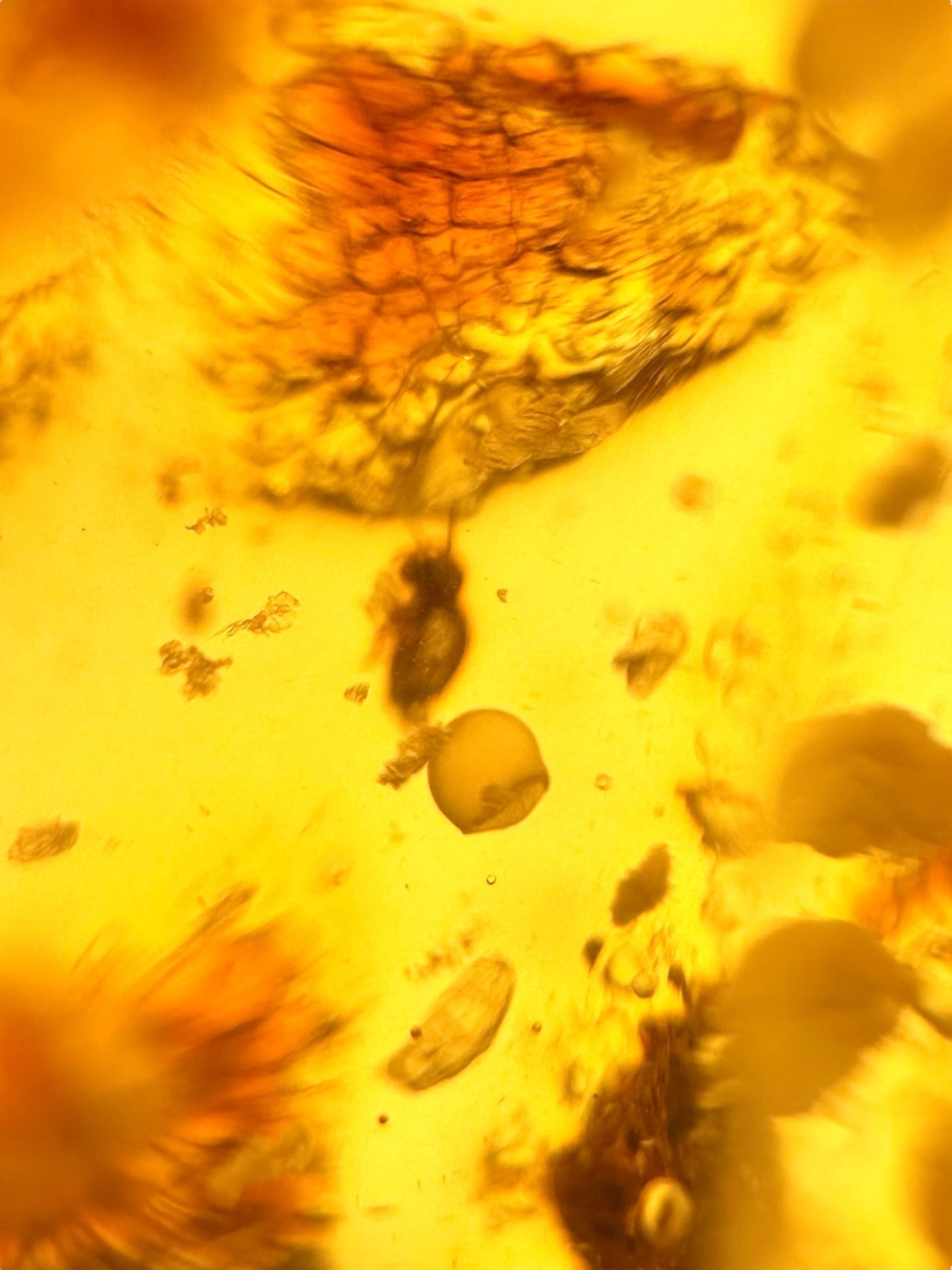 Insects in young amber (copal) 150,3g – Colombia - IK63