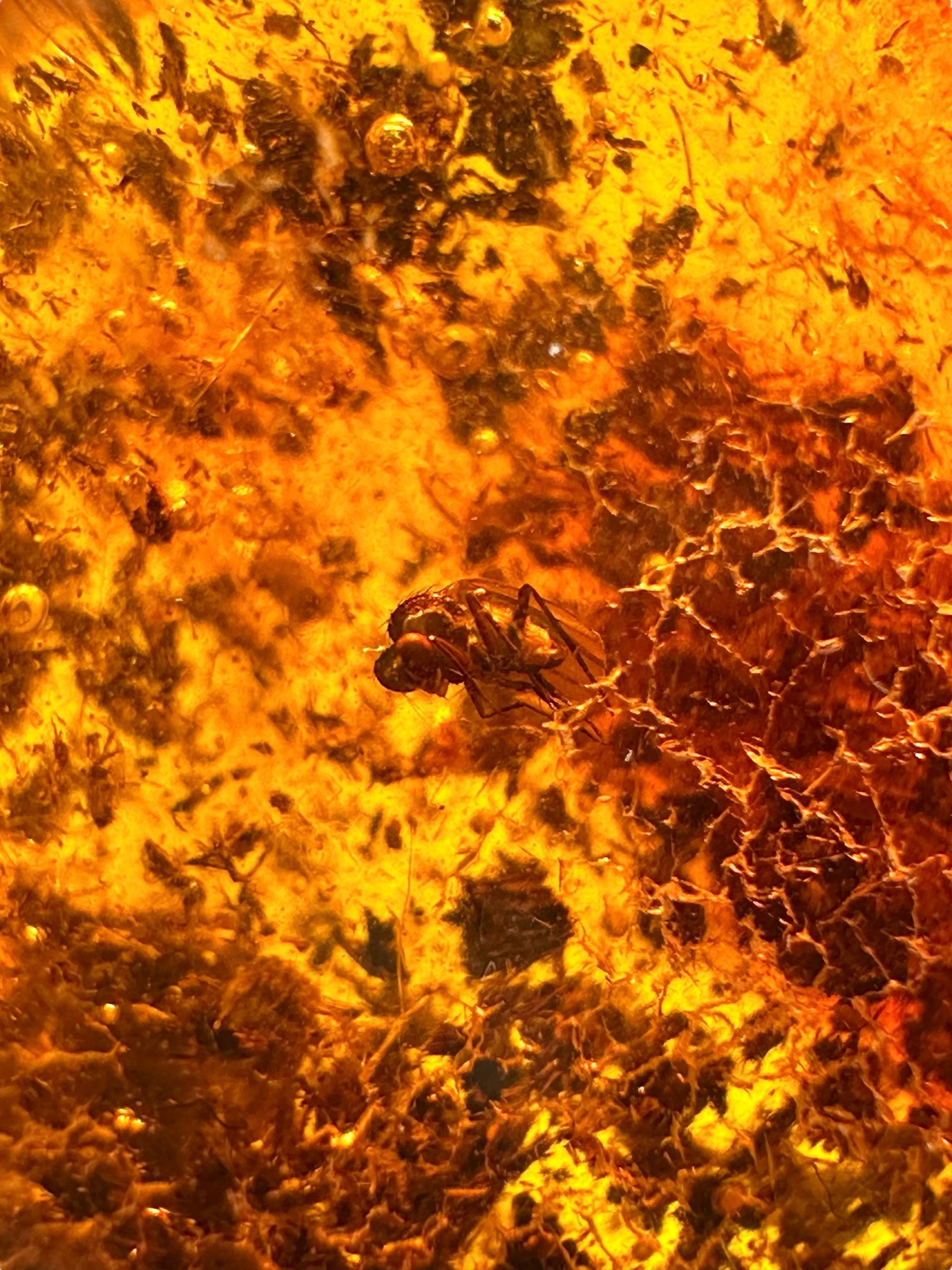 Insects in amber – Lithuania – 10,2g - IJ154
