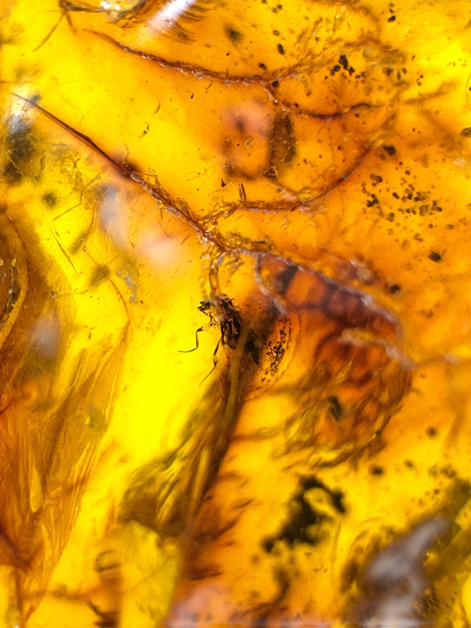 Insects in amber – Lithuania – 12g - IJ155