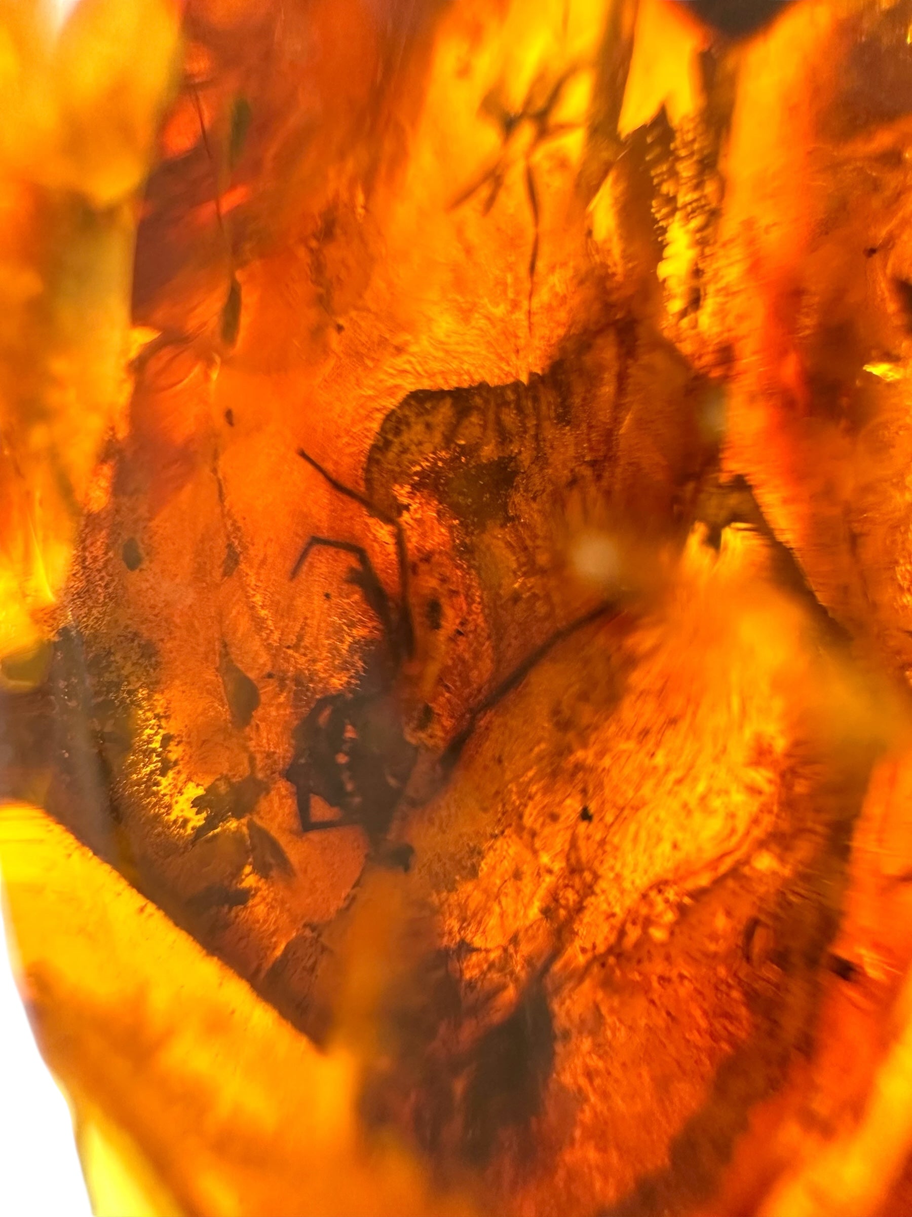 Insects in amber – Lithuania – 19,1g - IJ156