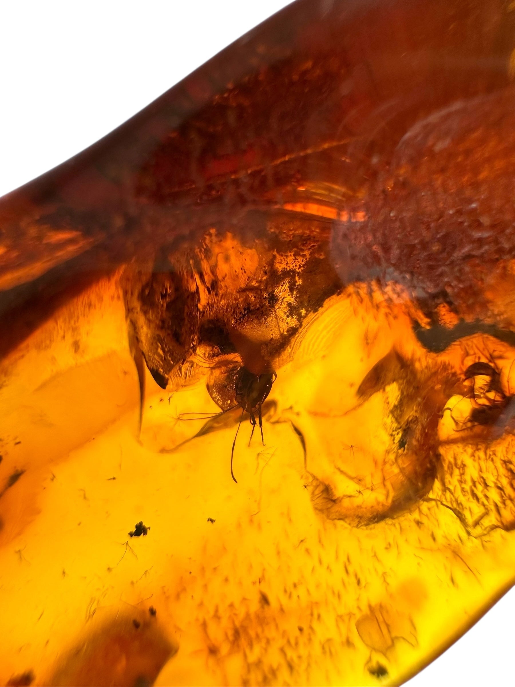 Insects in amber – Lithuania – 9,9g - IJ158