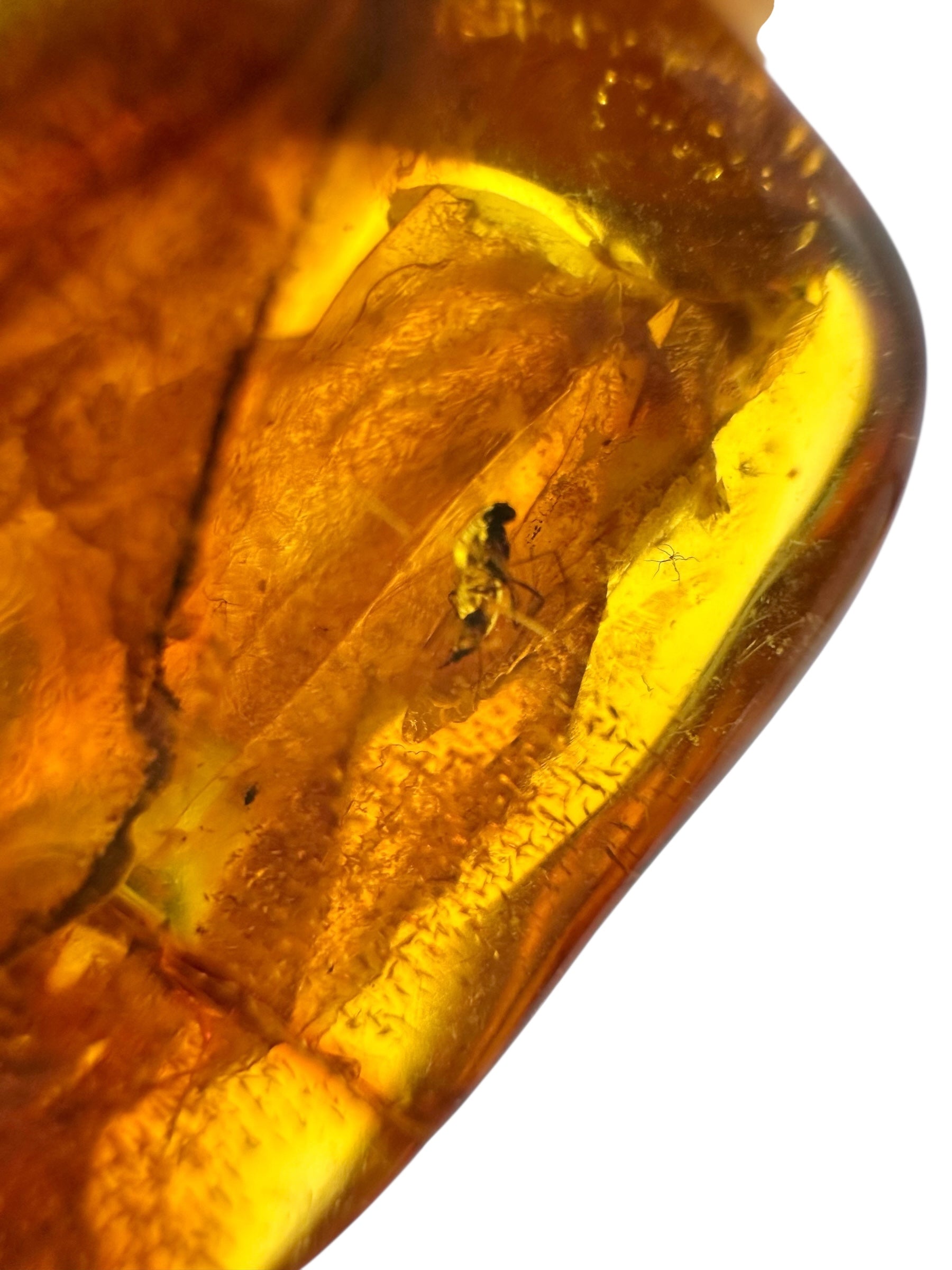 Insects in amber – Lithuania – 9,9g - IJ158