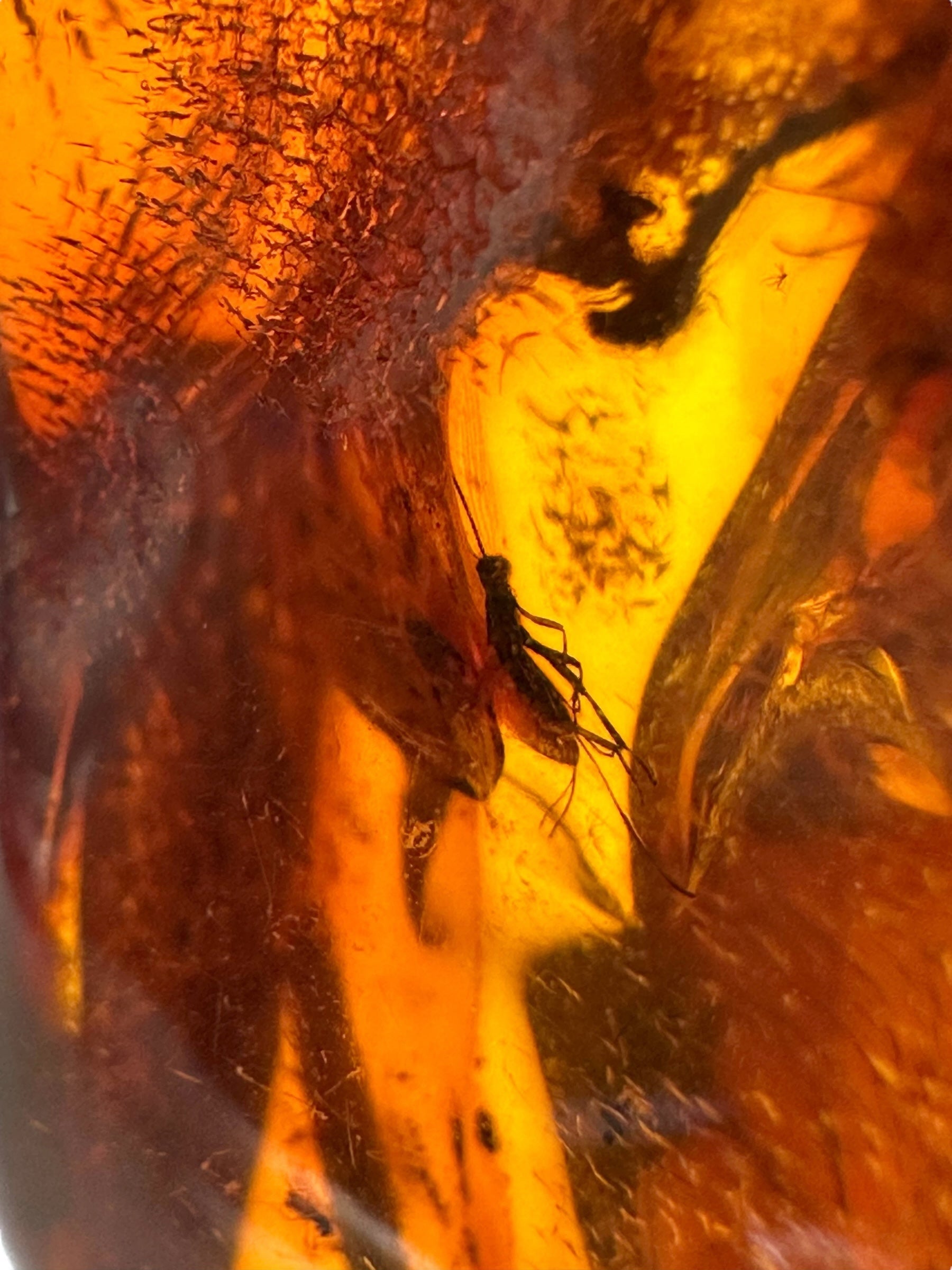 Insects in amber – Lithuania – 9,9g