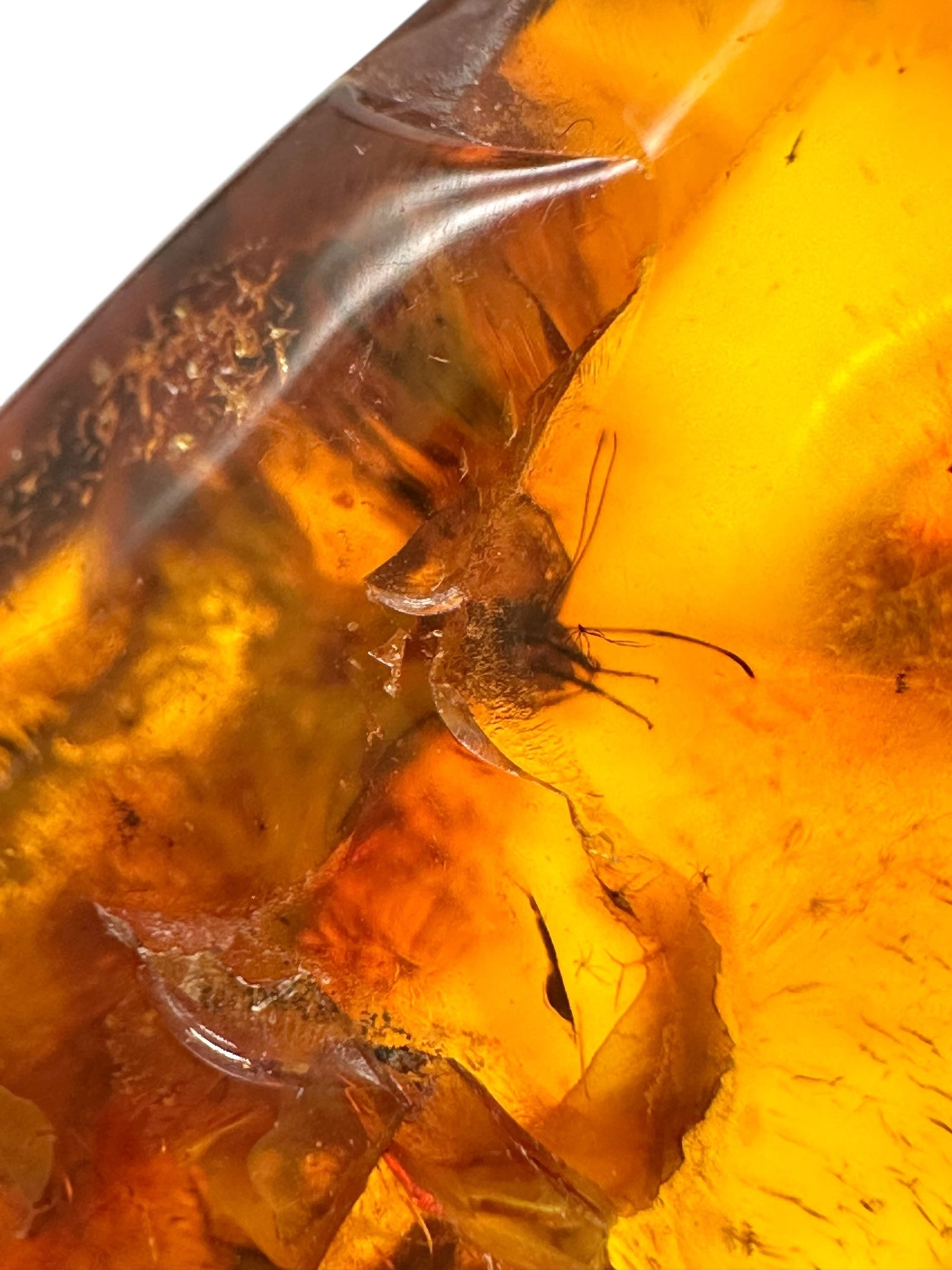 Insects in amber – Lithuania – 9,9g - IJ158