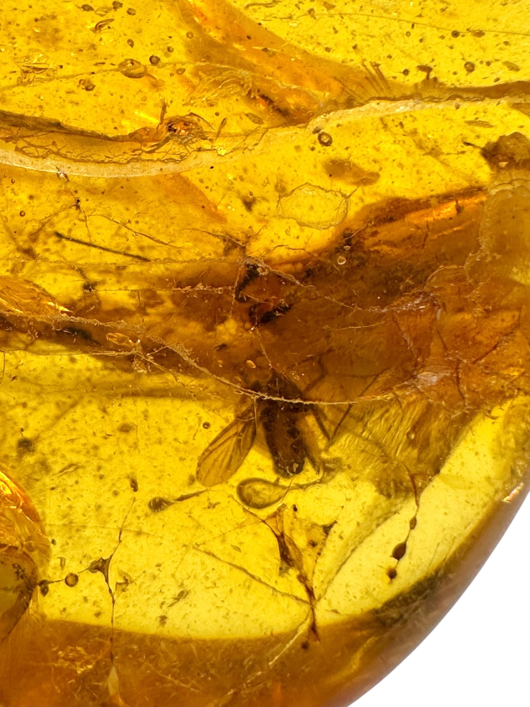 Insects in amber – Lithuania – 12,1g - IJ159