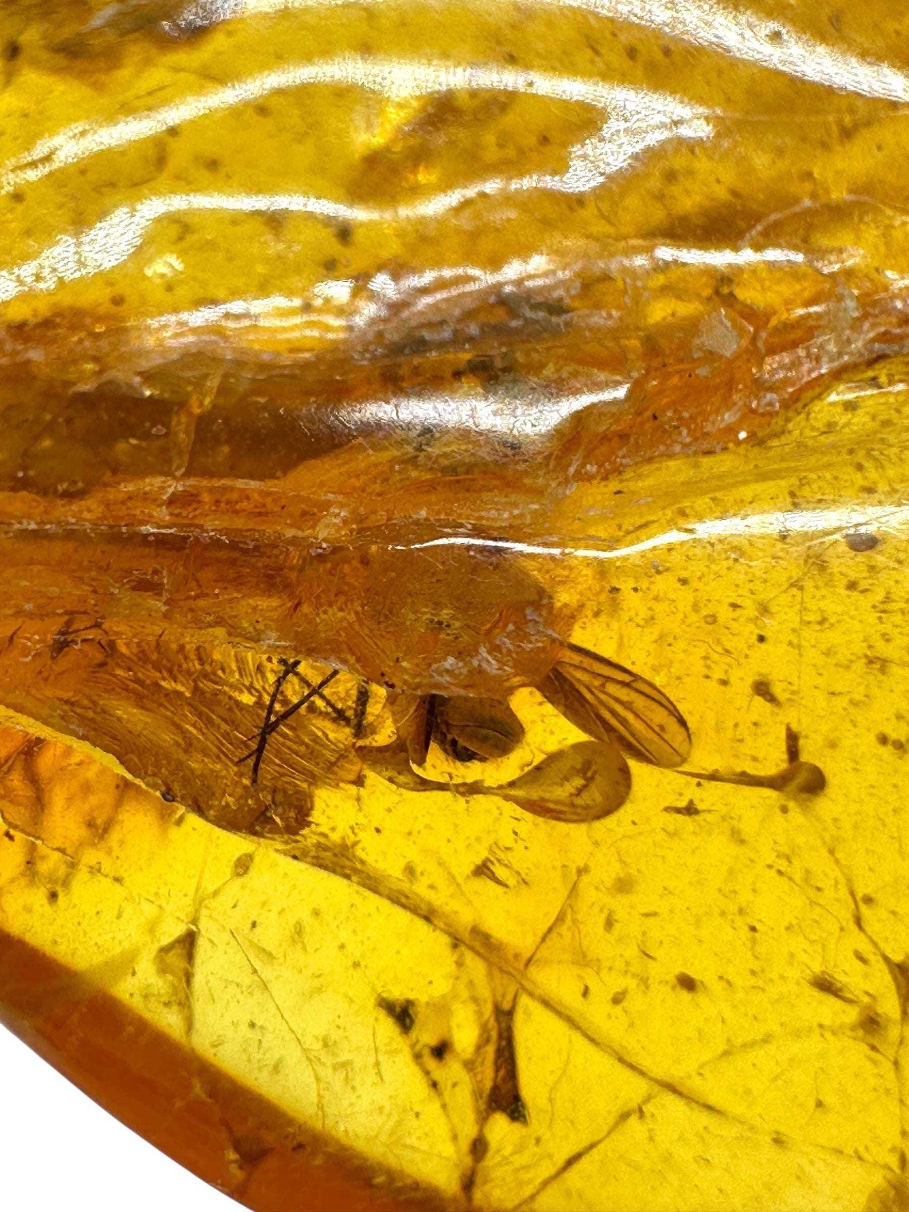 Insects in amber – Lithuania – 12,1g - IJ159