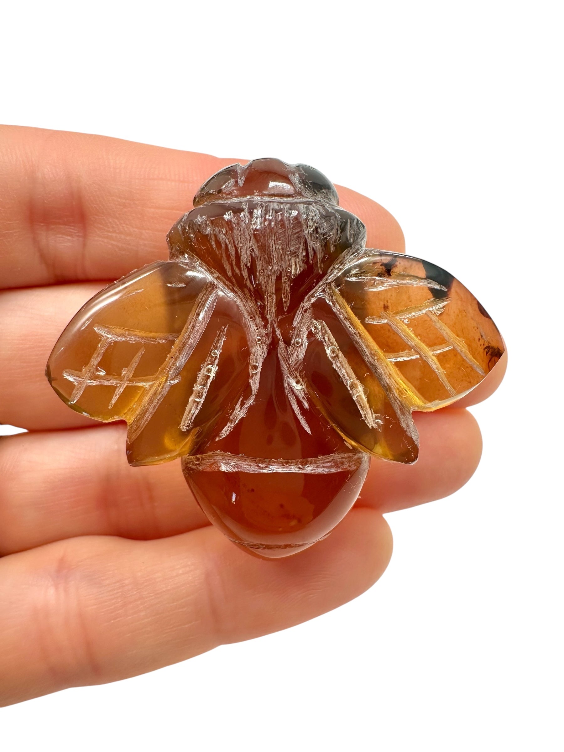 Amber bee – Sumatra, Indonesia