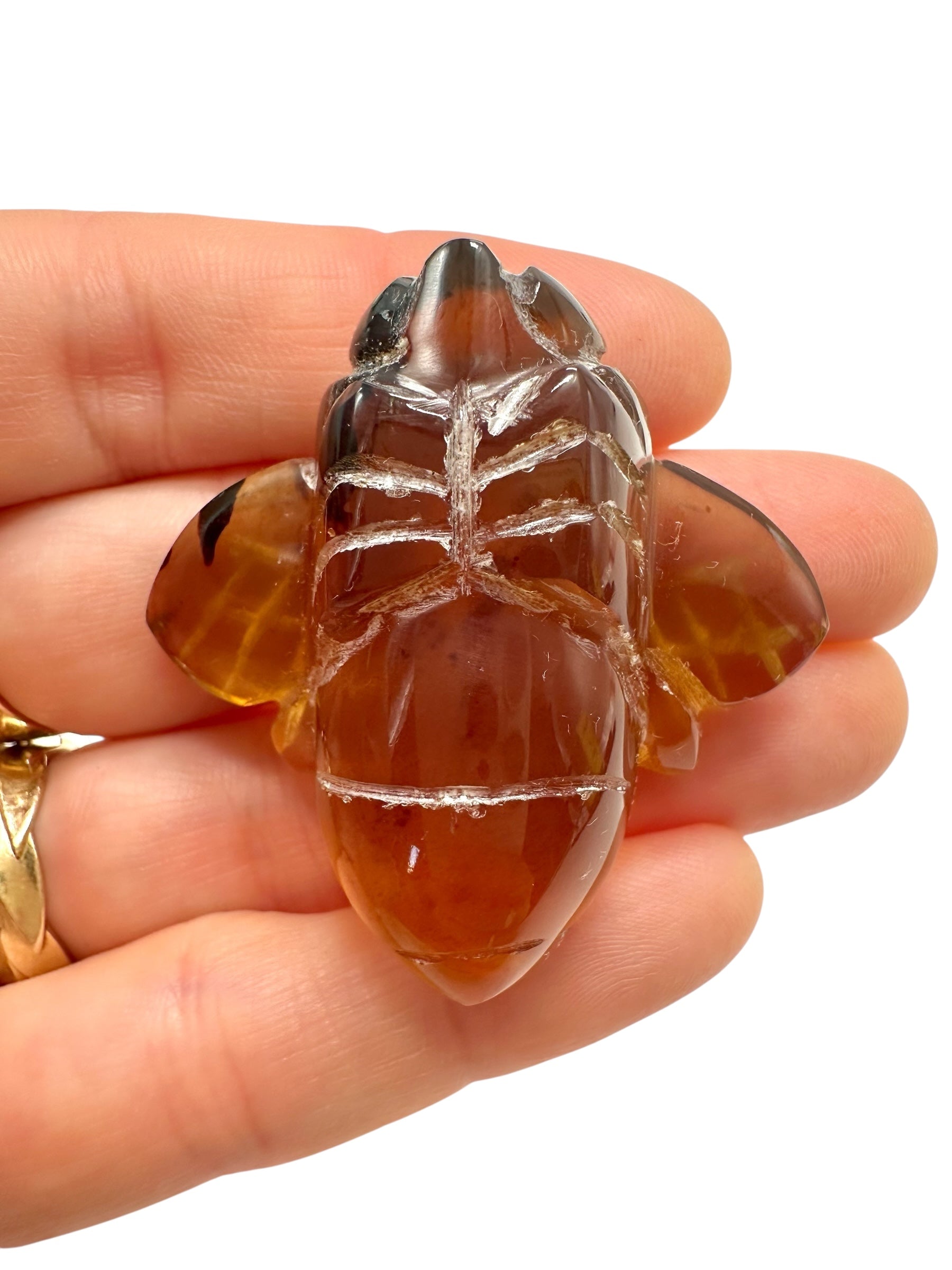 Amber bee – Sumatra, Indonesia - JV001