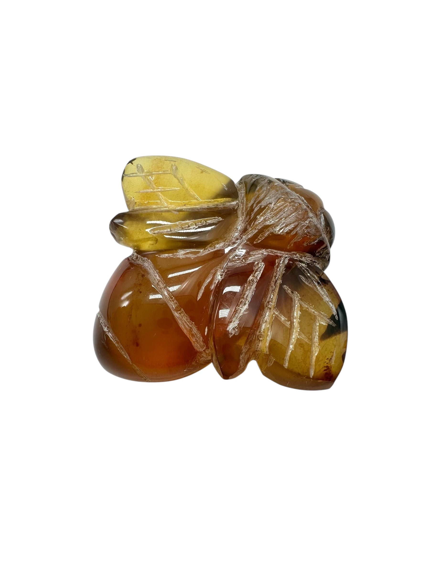 Amber bee – Sumatra, Indonesia - JV001