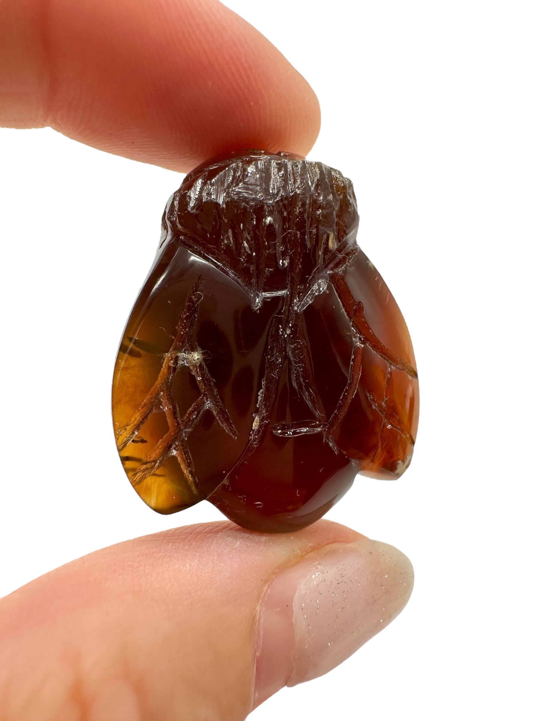 Amber bee – Sumatra, Indonesia - JV002