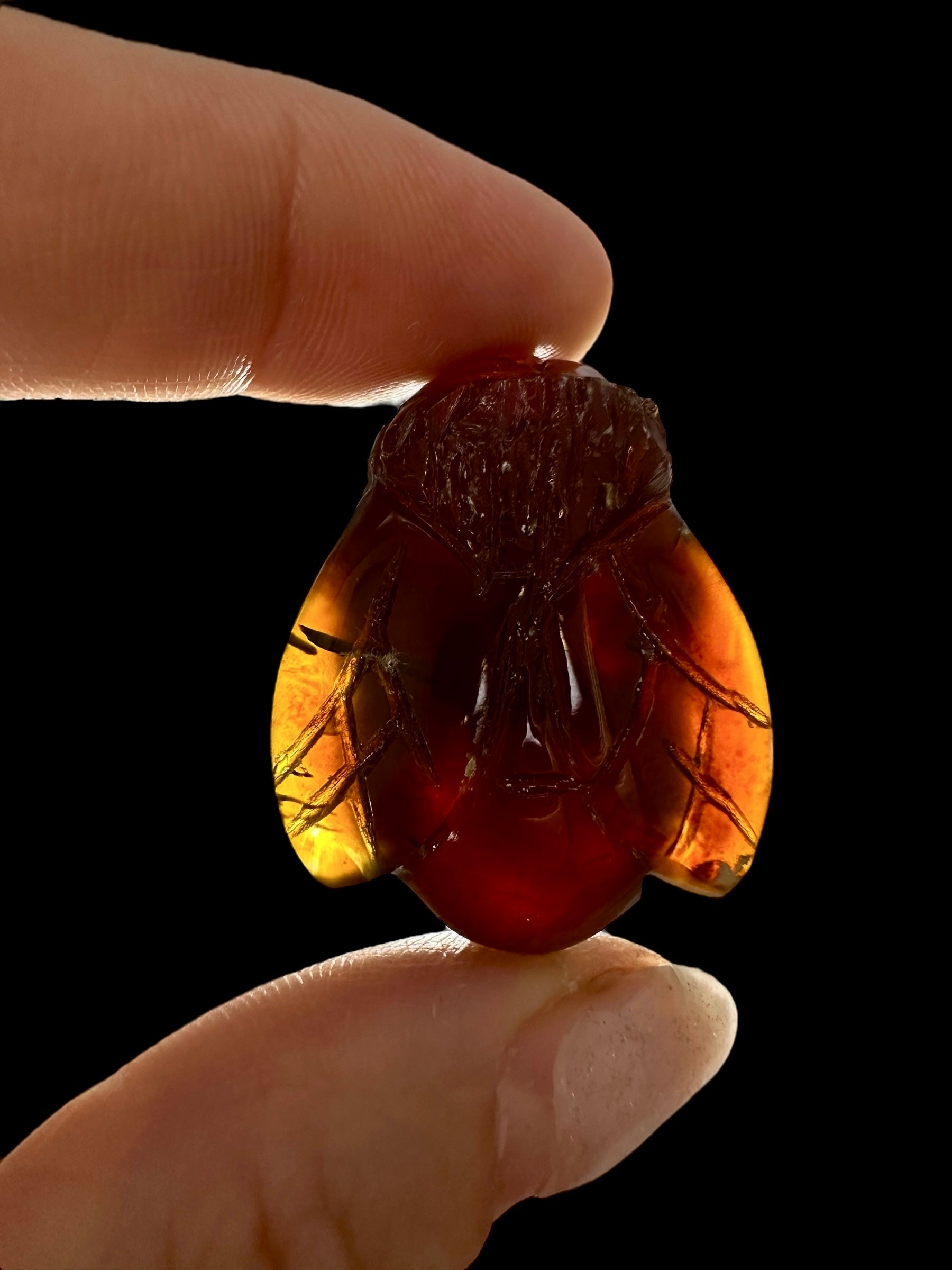 Amber bee – Sumatra, Indonesia - JV002