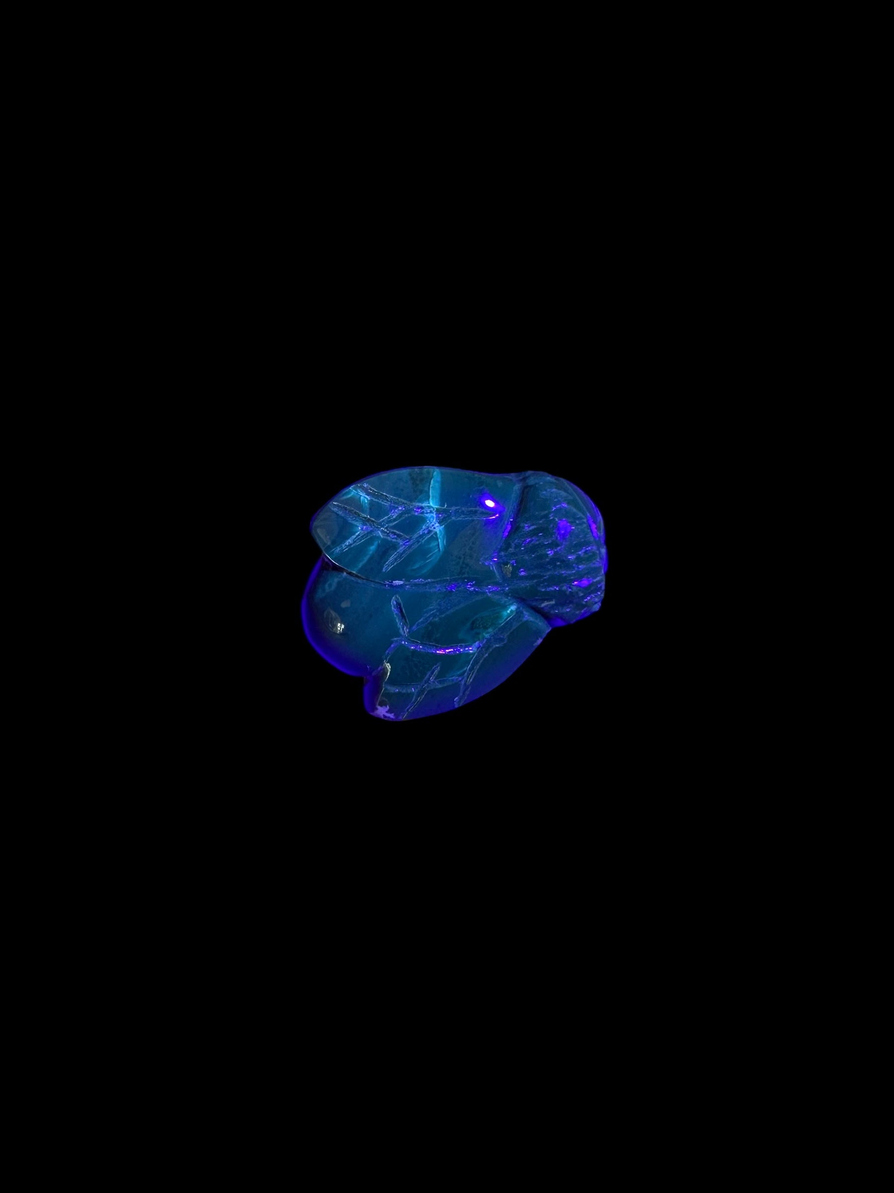 Amber bee – Sumatra, Indonesia - JV002