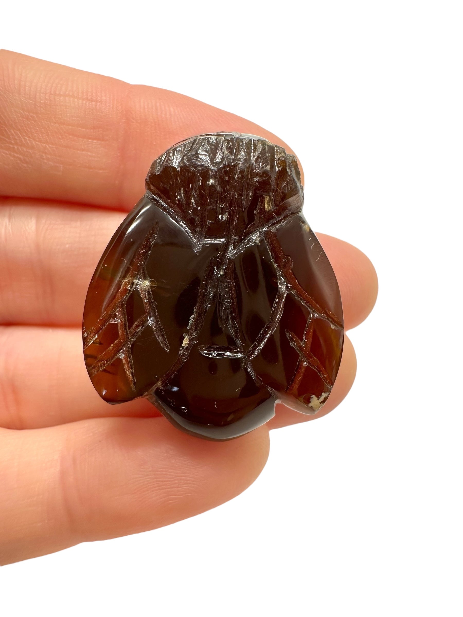 Amber bee – Sumatra, Indonesia