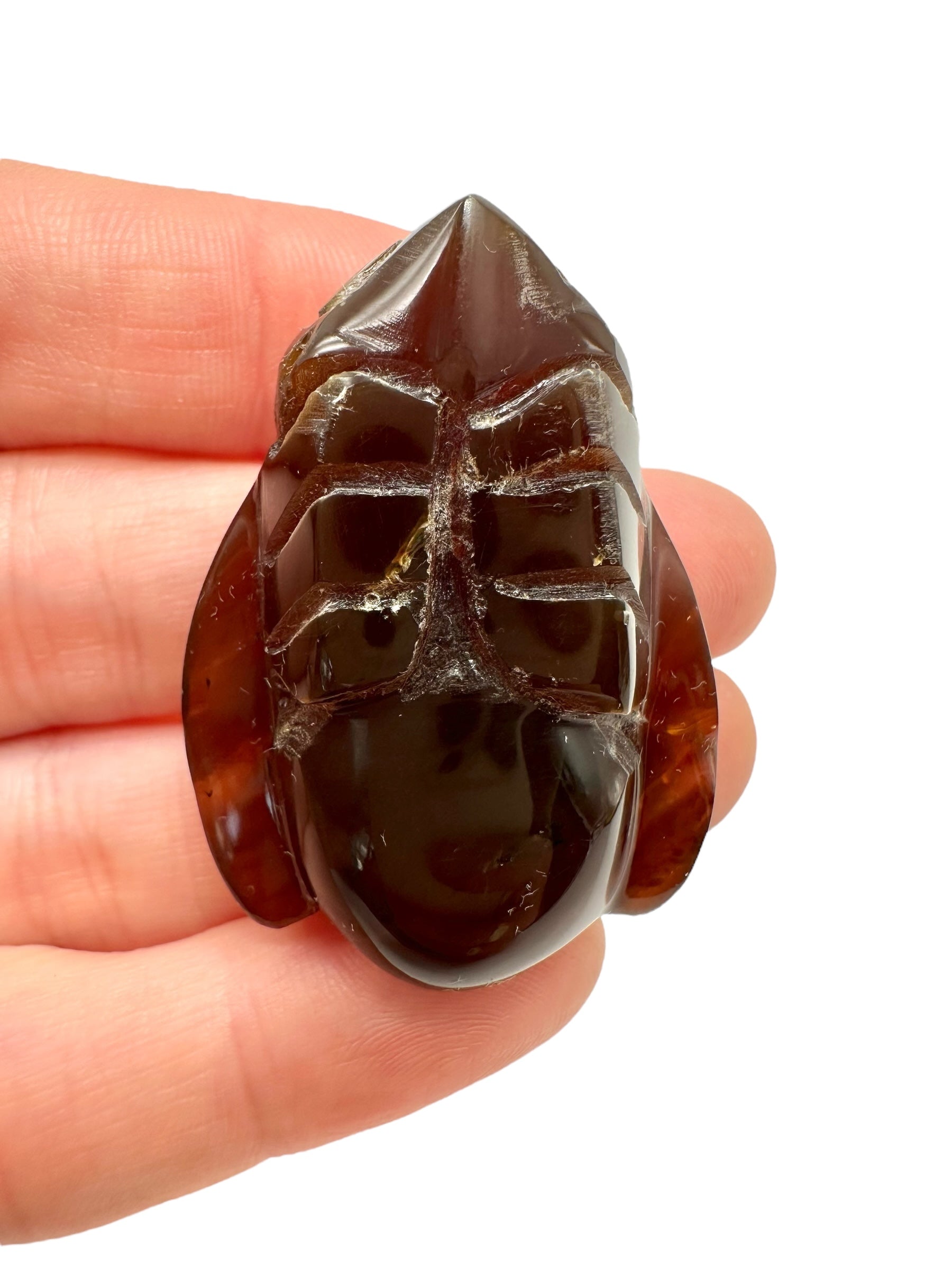 Amber bee – Sumatra, Indonesia - JV003