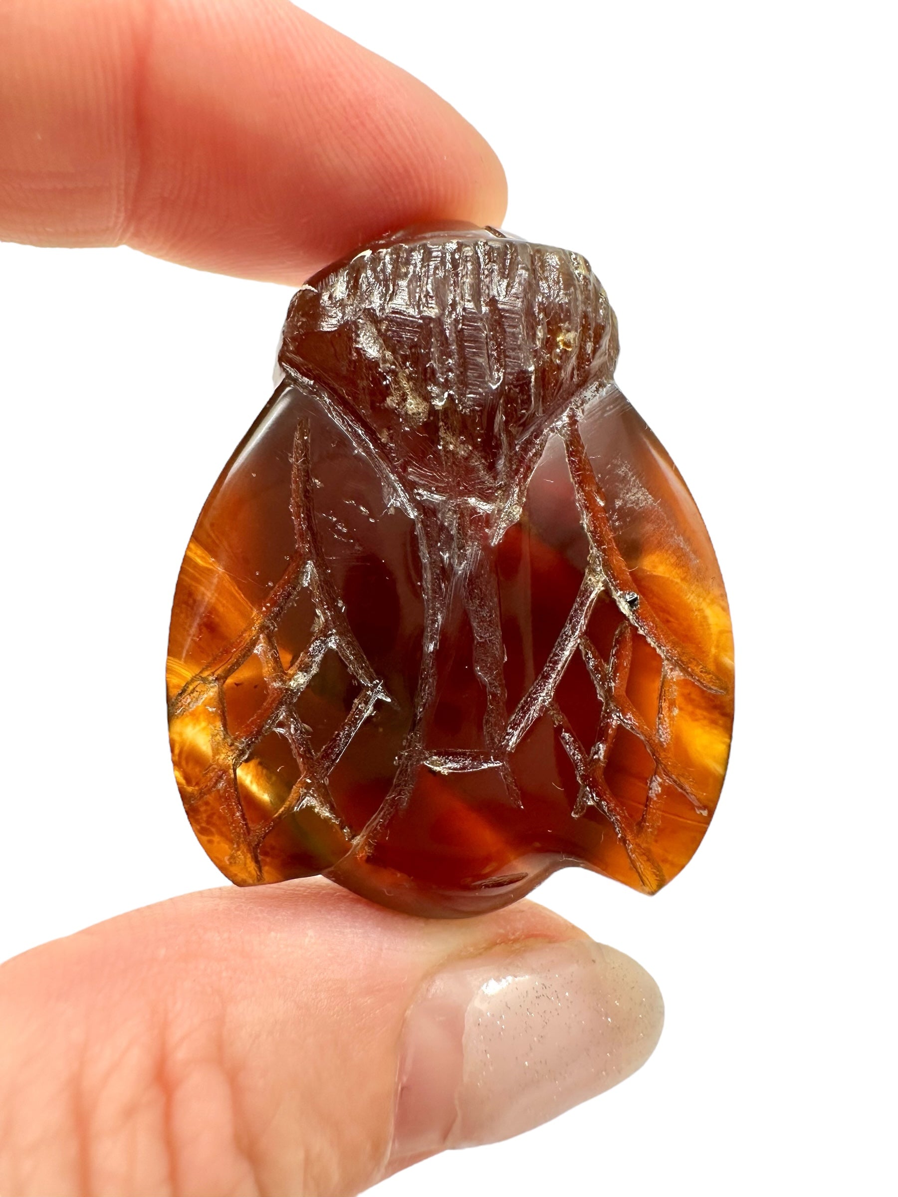 Amber bee – Sumatra, Indonesia - JV003
