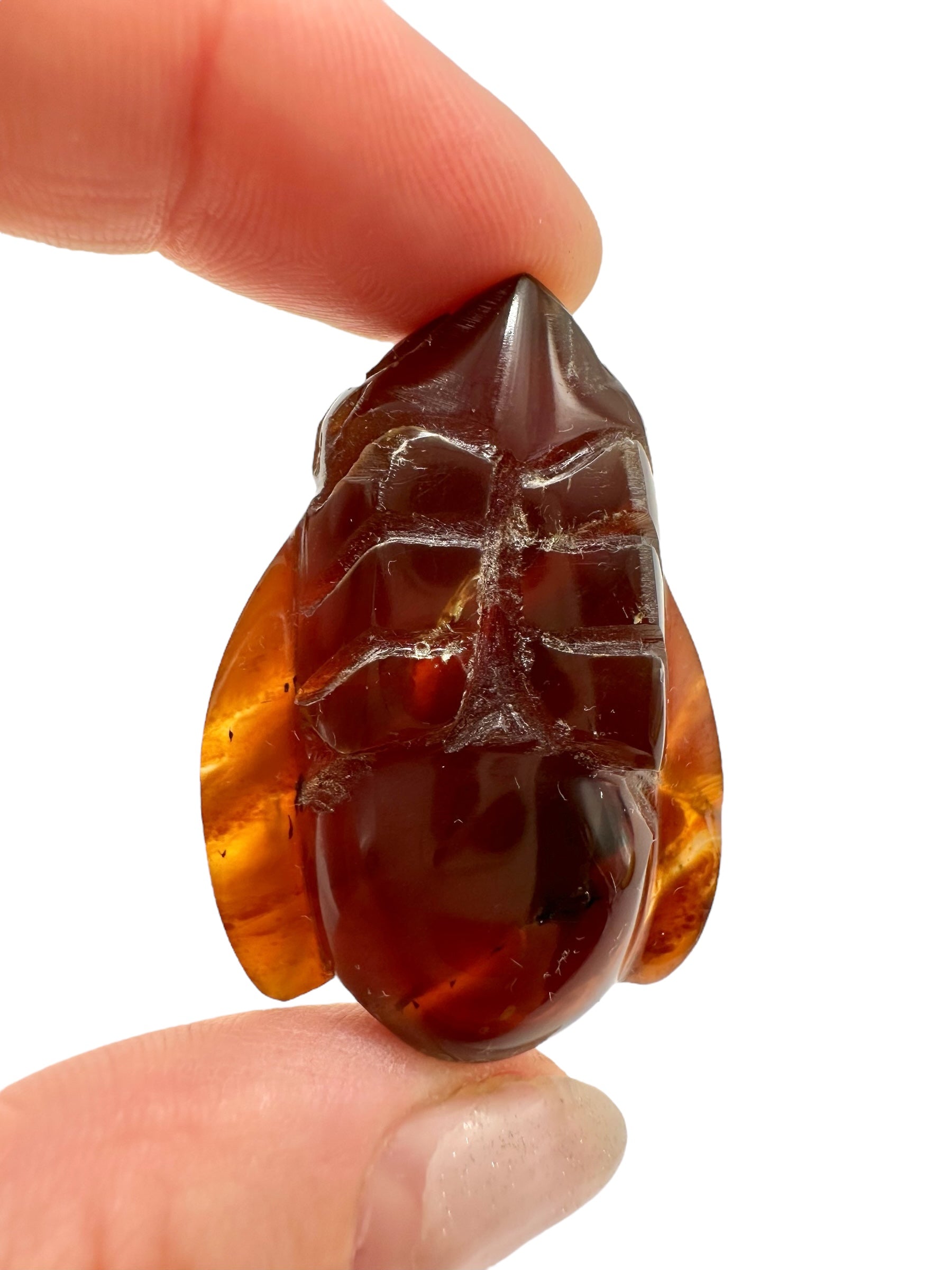 Amber bee – Sumatra, Indonesia - JV003