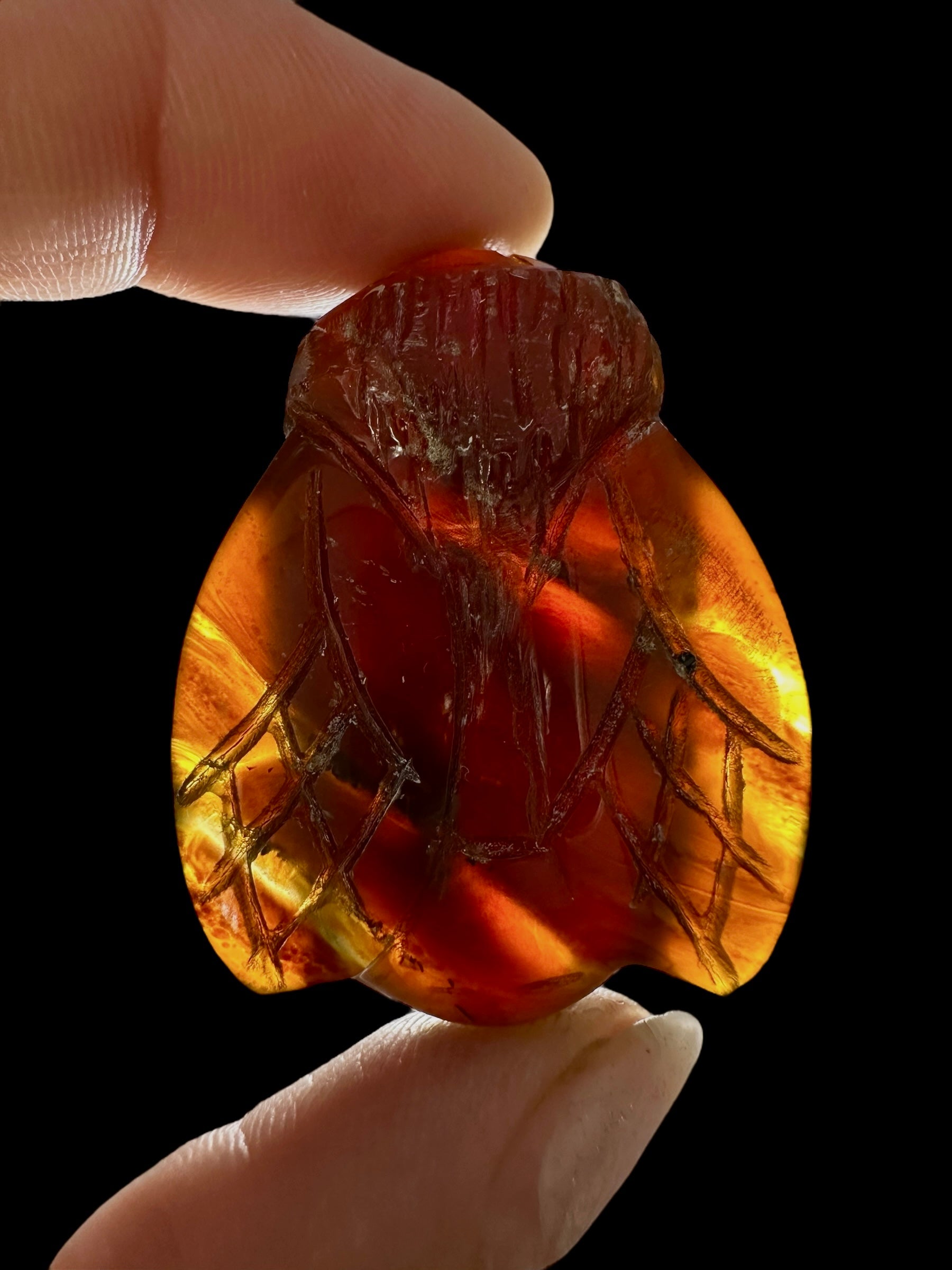 Amber bee – Sumatra, Indonesia - JV003