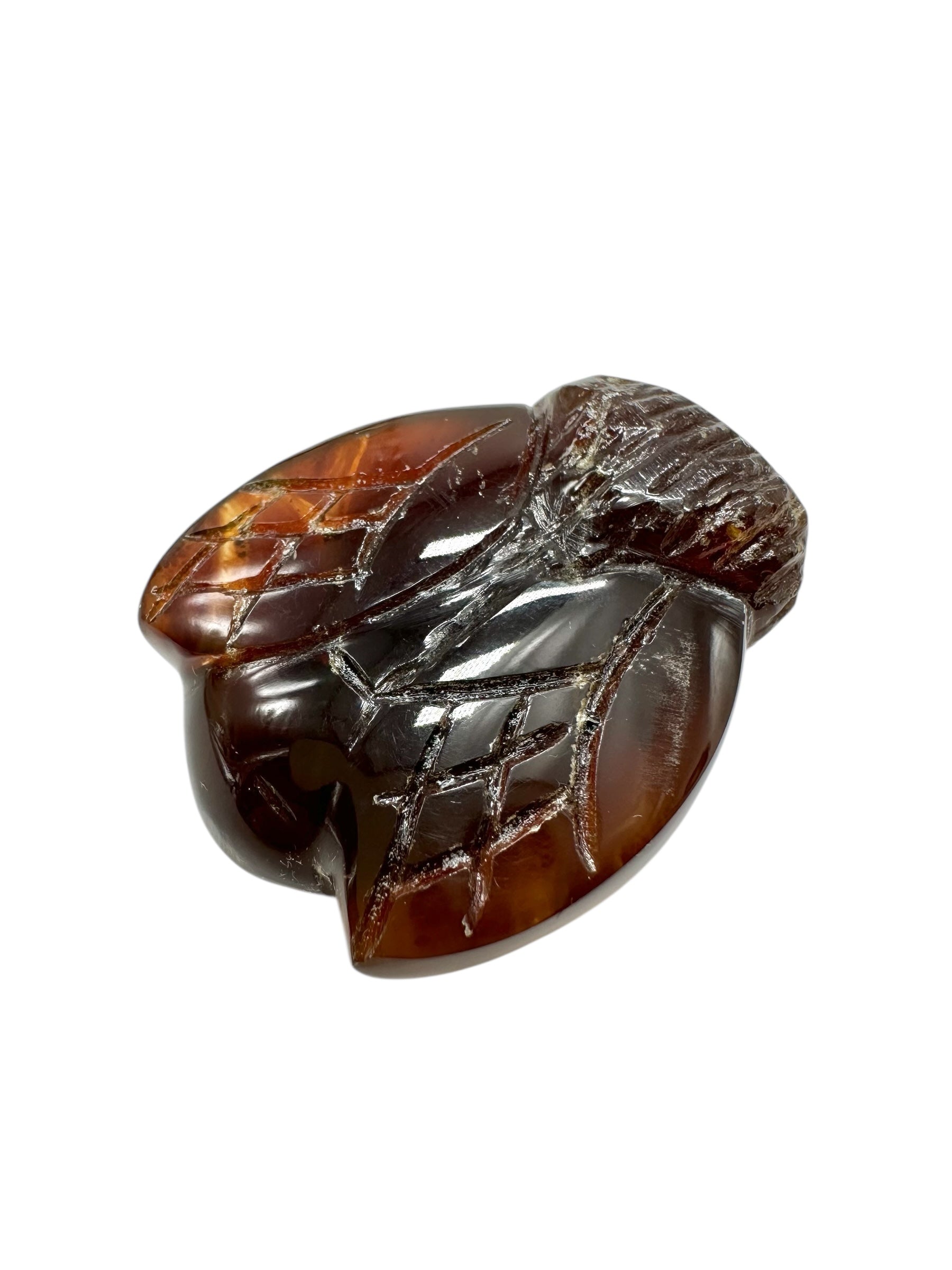 Amber bee – Sumatra, Indonesia - JV003