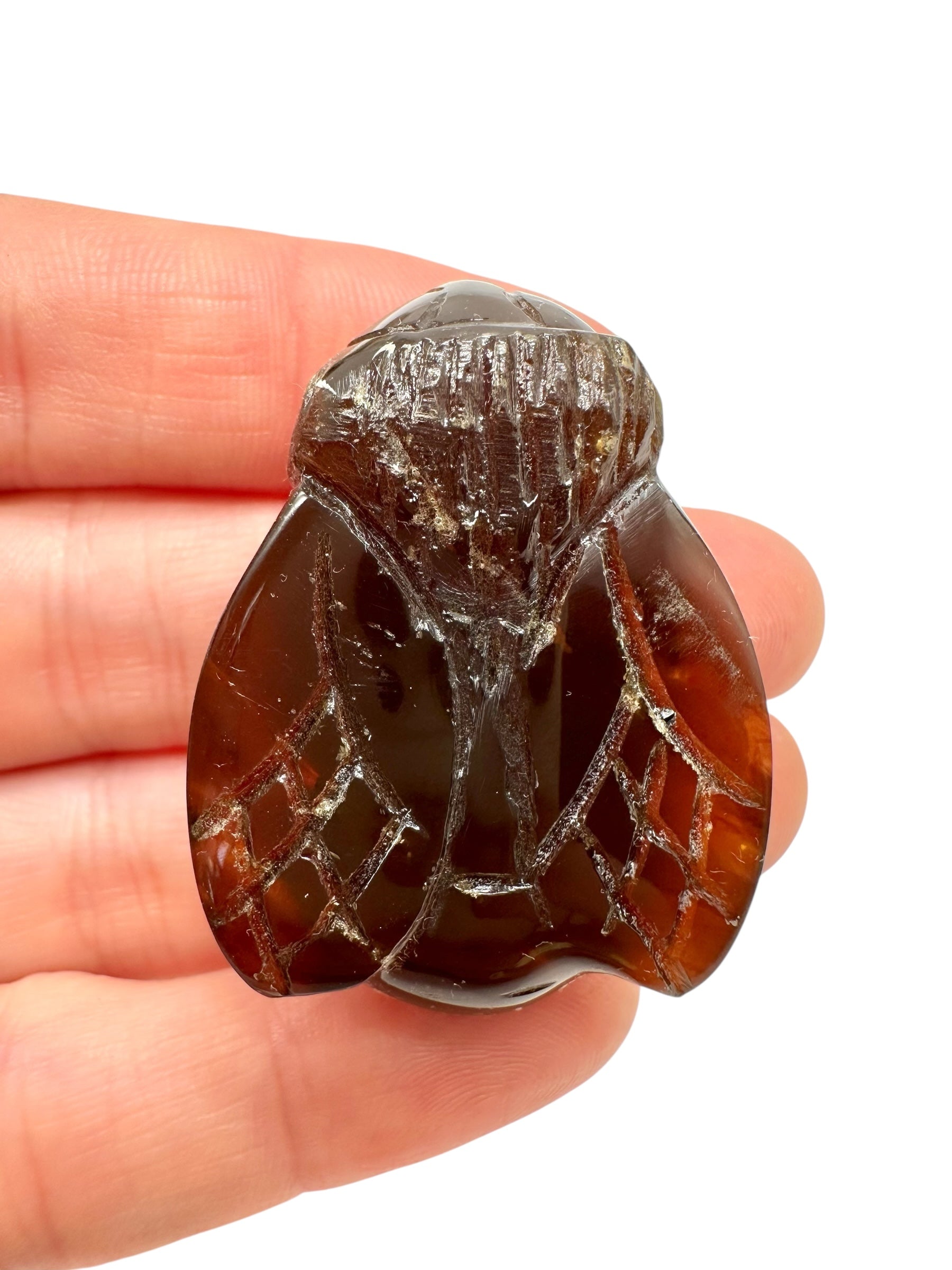 Amber bee – Sumatra, Indonesia