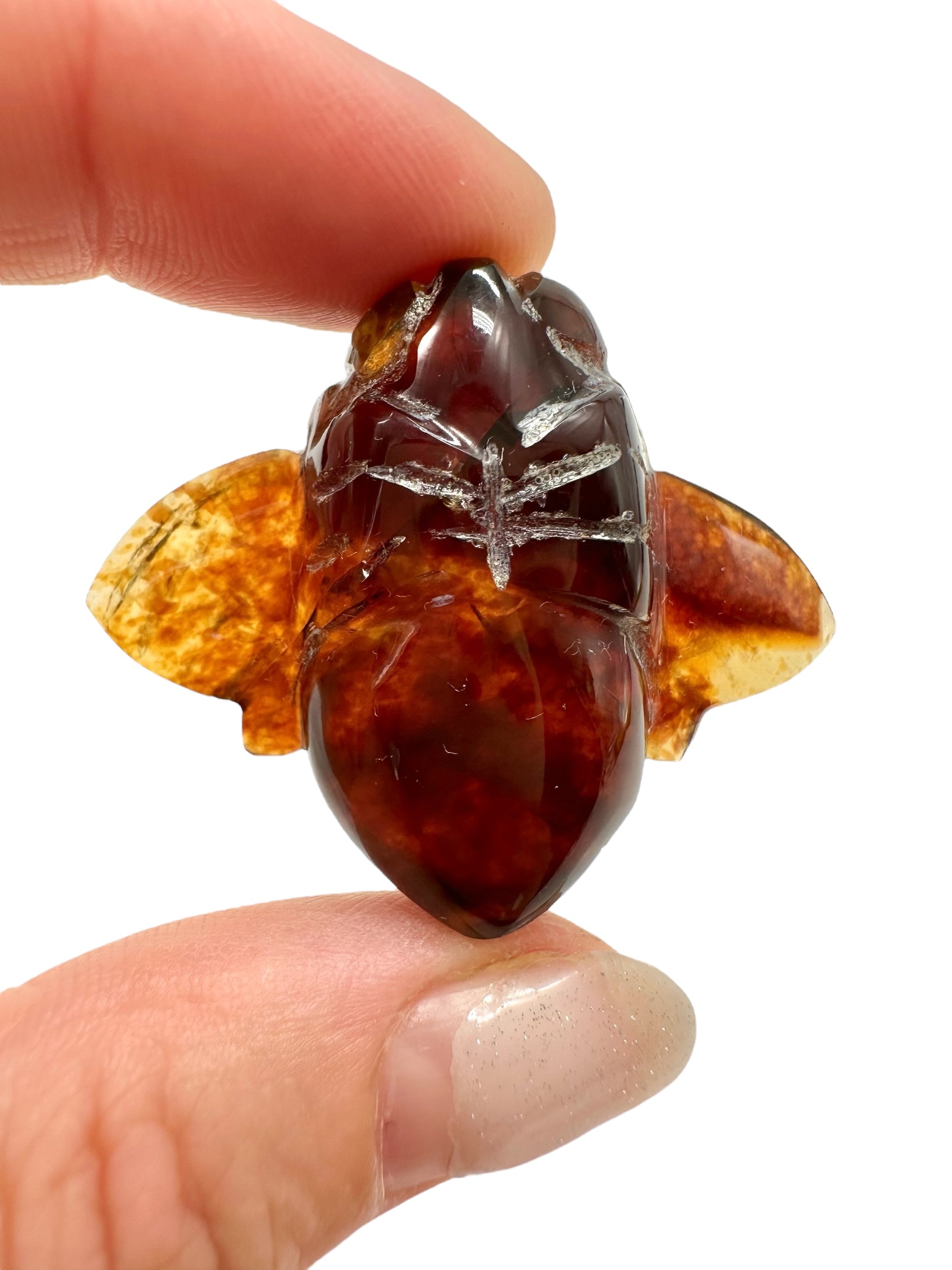 Amber bee – Sumatra, Indonesia - JV004
