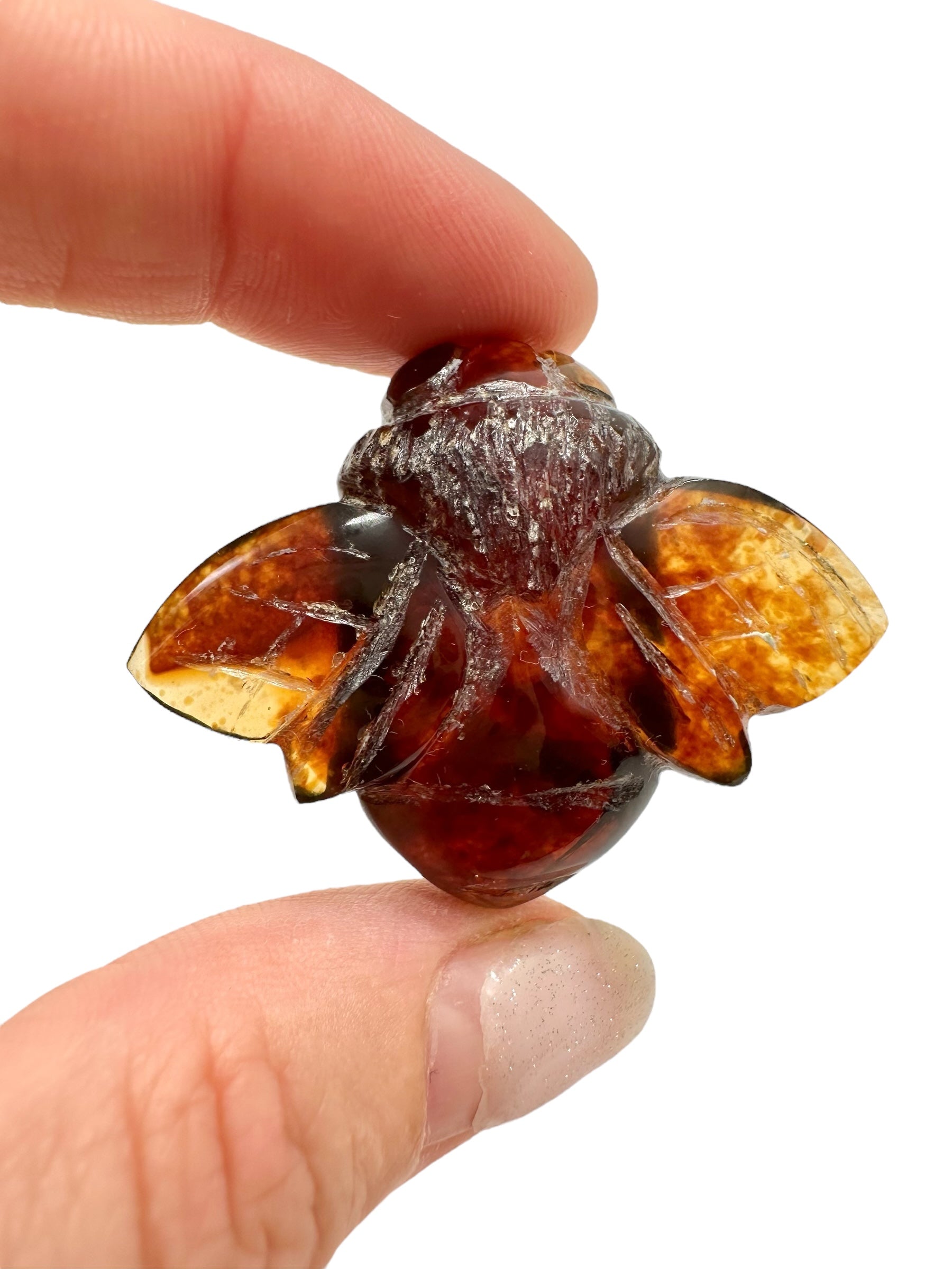 Amber bee – Sumatra, Indonesia - JV004
