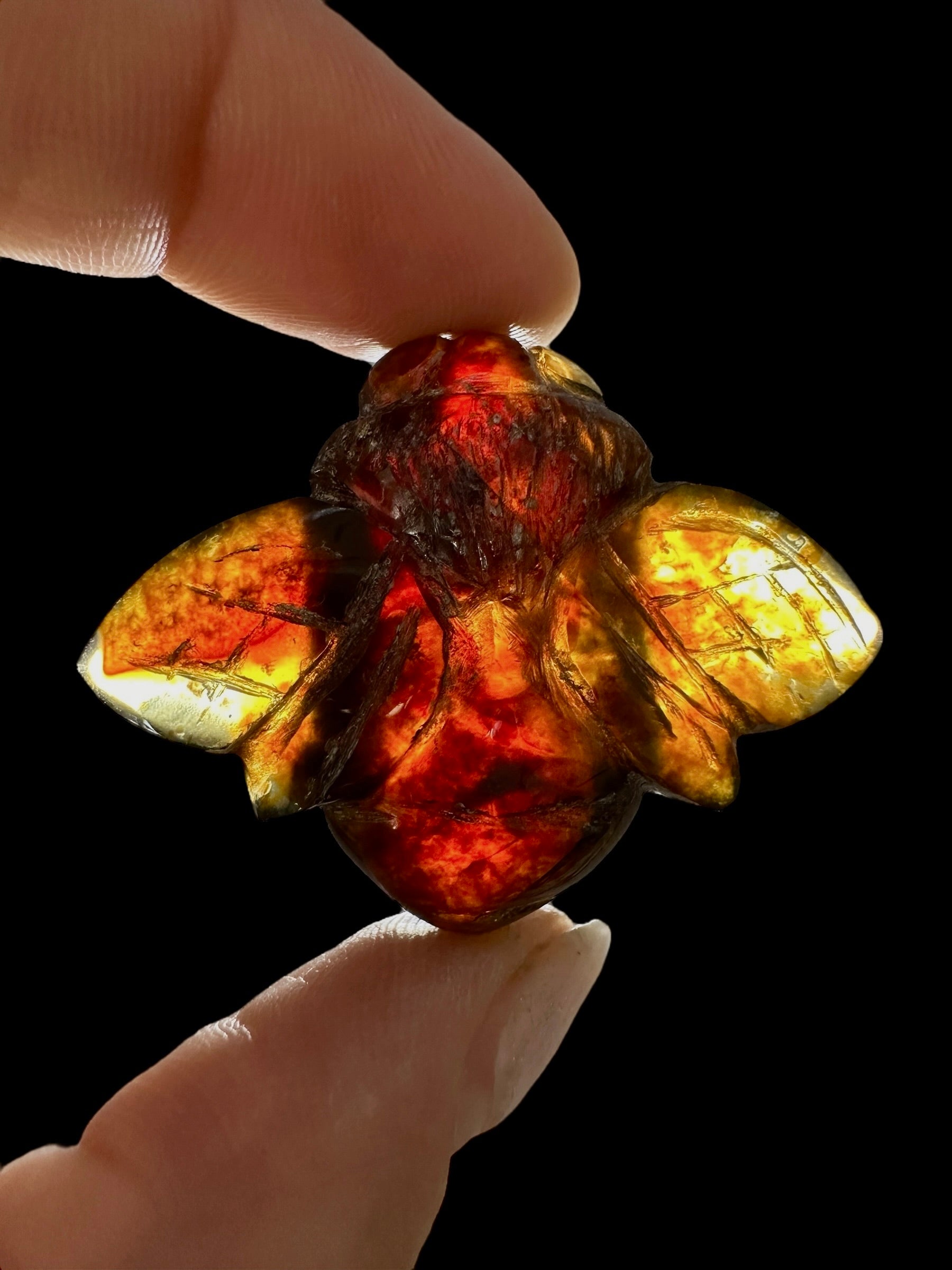Amber bee – Sumatra, Indonesia - JV004