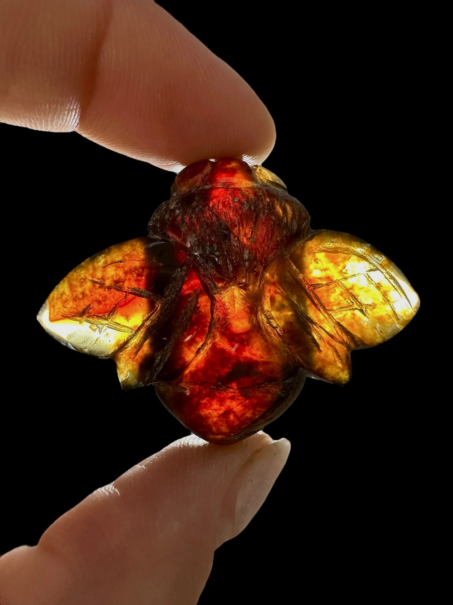 Amber bee – Sumatra, Indonesia - JV004