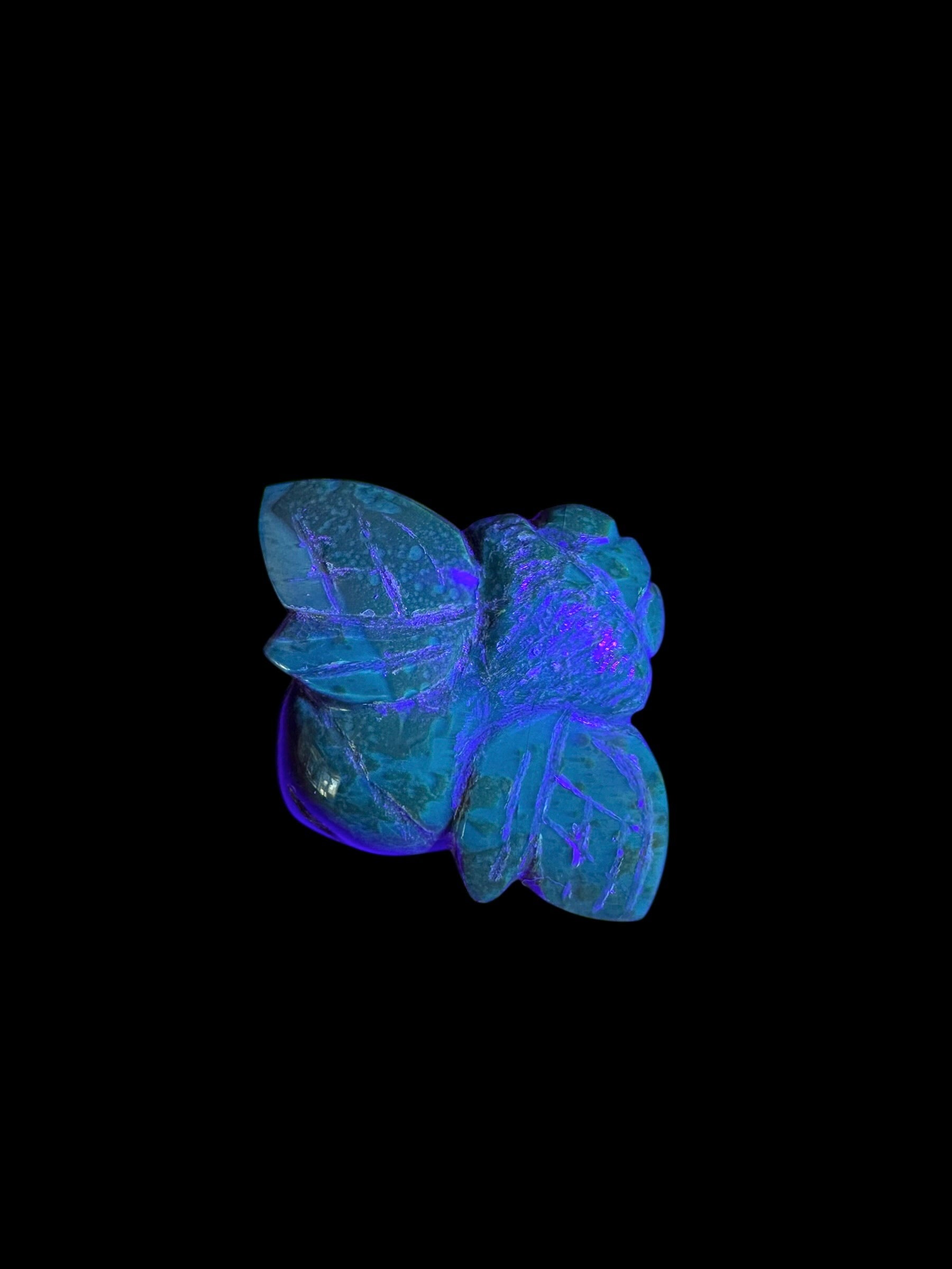 Amber bee – Sumatra, Indonesia - JV004