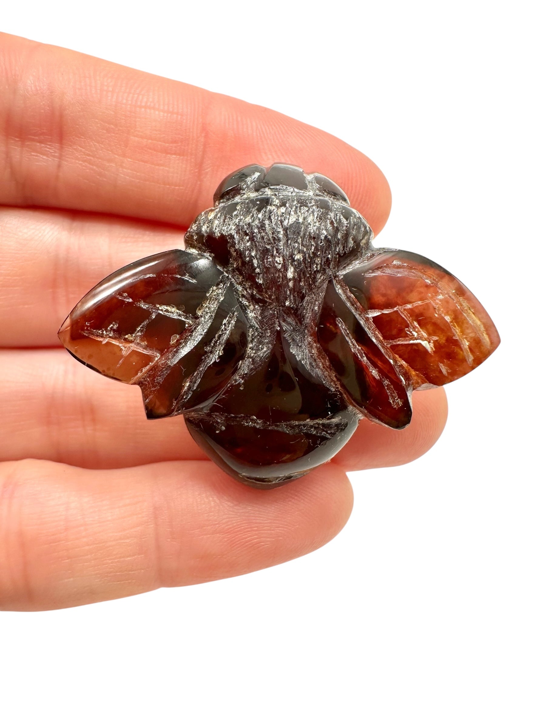 Amber bee – Sumatra, Indonesia