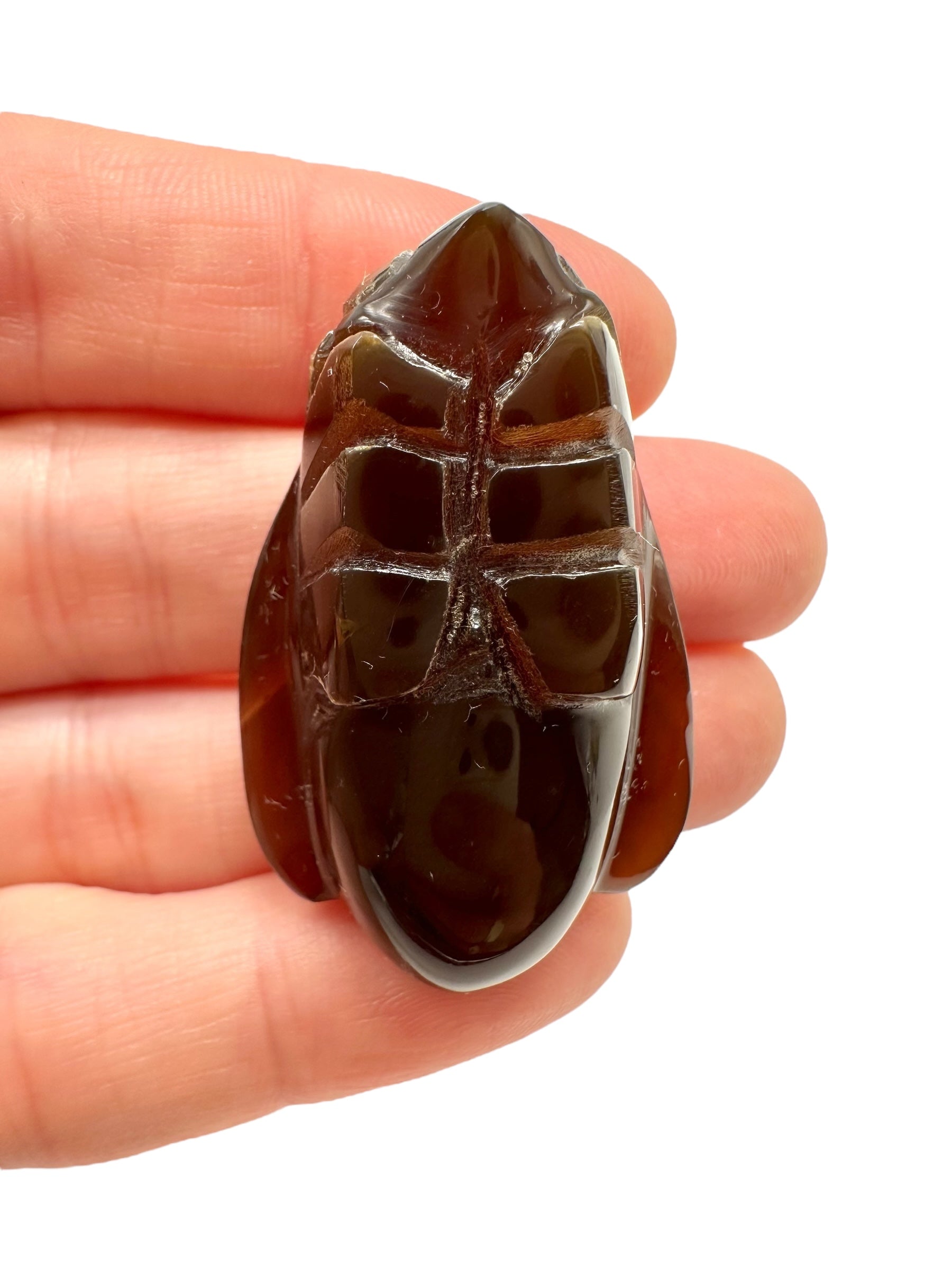 Amber bee – Sumatra, Indonesia - JV005