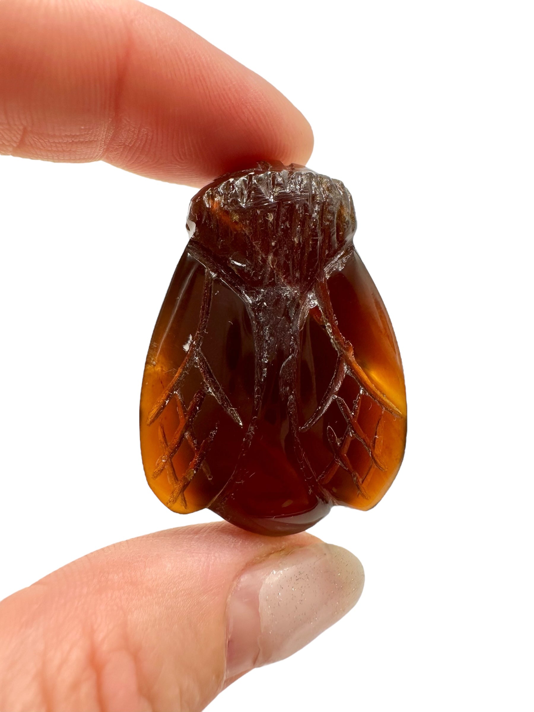 Amber bee – Sumatra, Indonesia - JV005