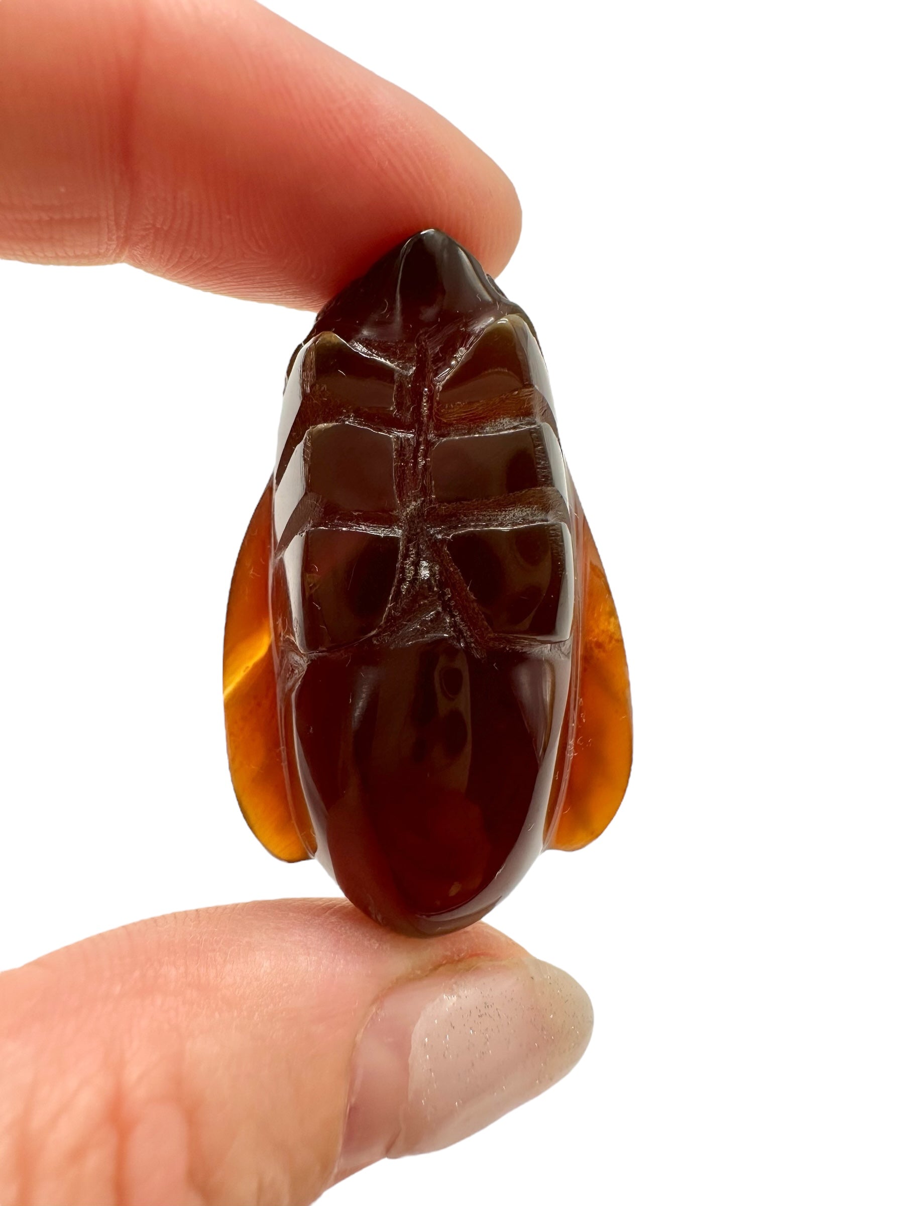 Amber bee – Sumatra, Indonesia - JV005