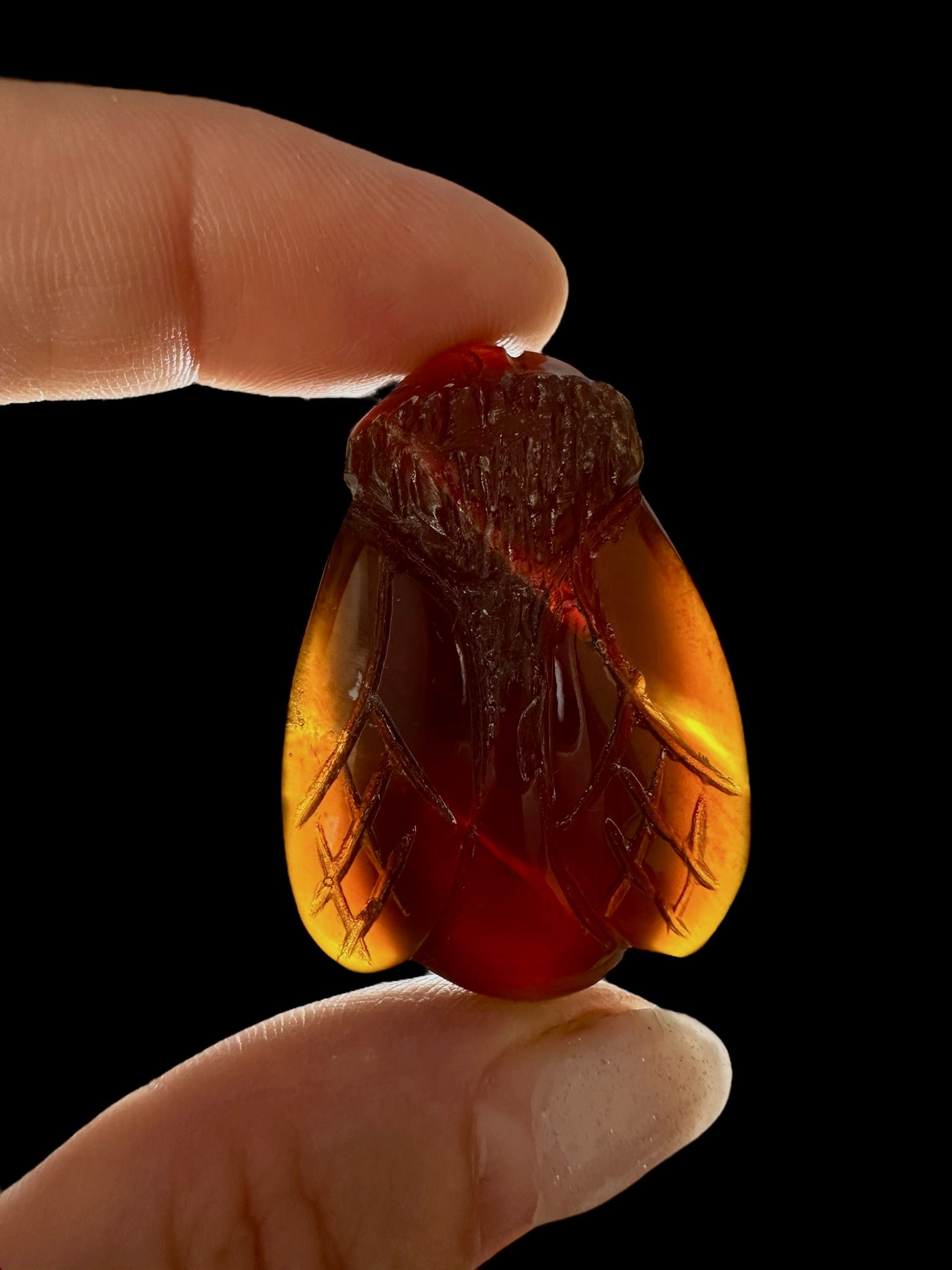 Amber bee – Sumatra, Indonesia - JV005