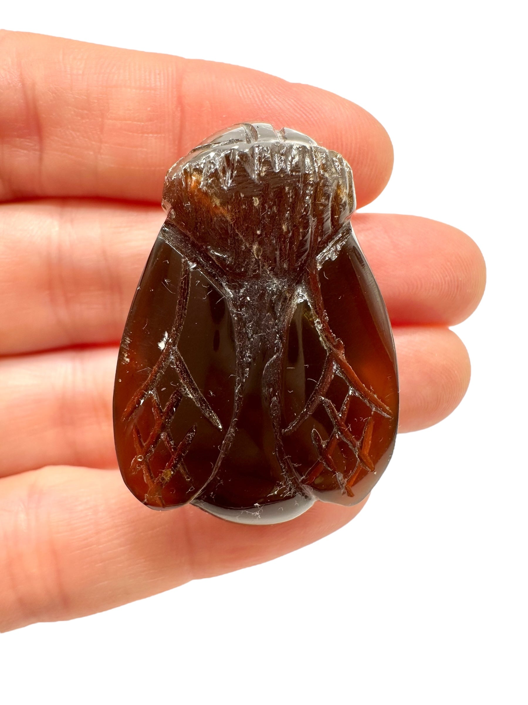 Amber bee – Sumatra, Indonesia