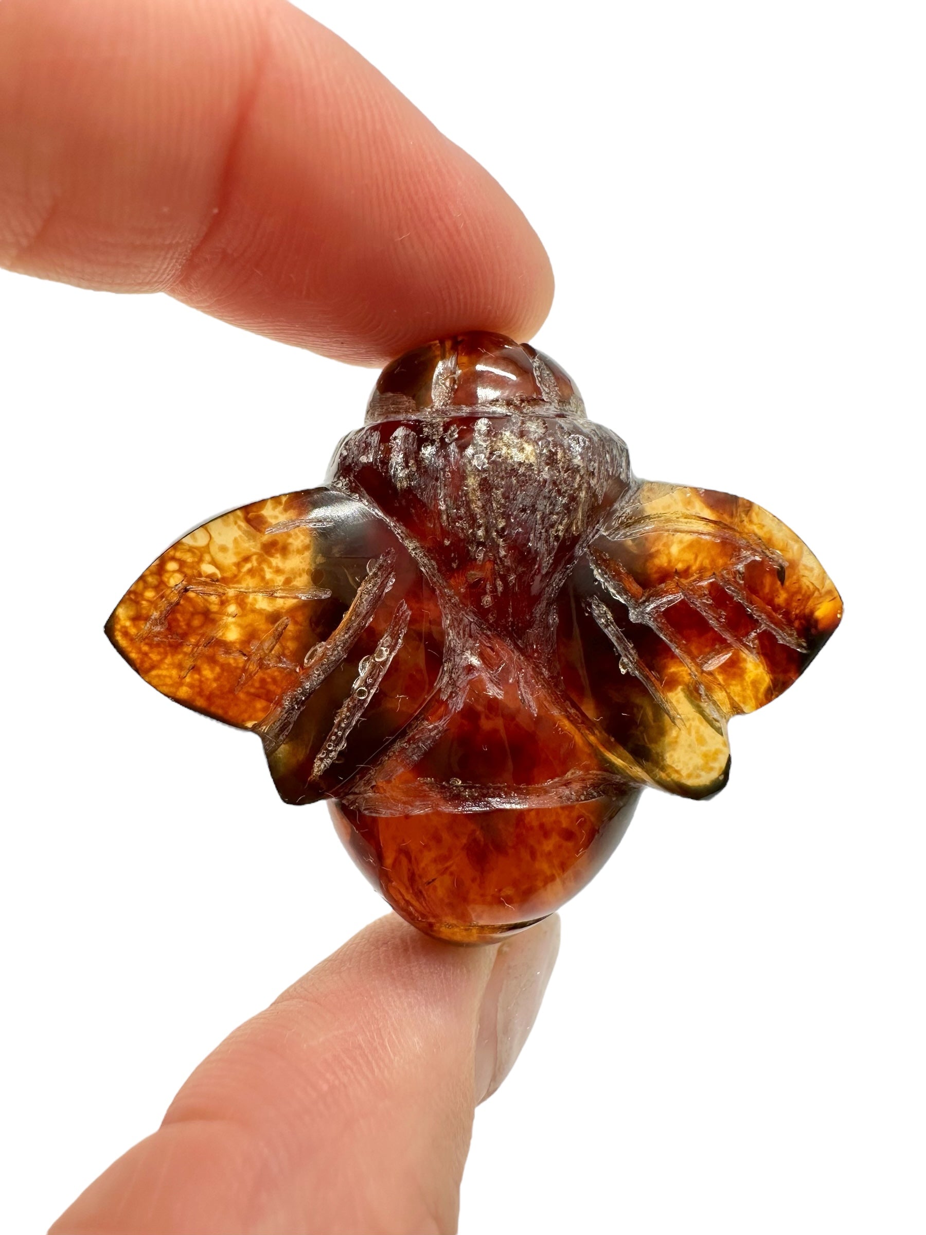 Amber bee – Sumatra, Indonesia - JV006