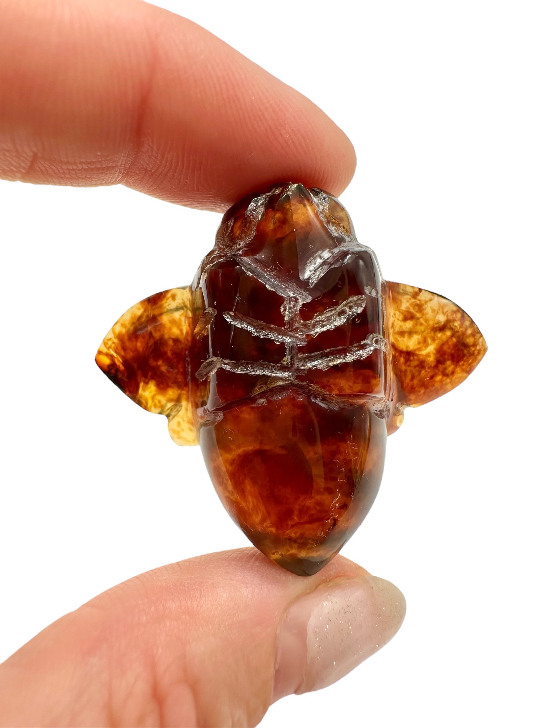 Amber bee – Sumatra, Indonesia - JV006