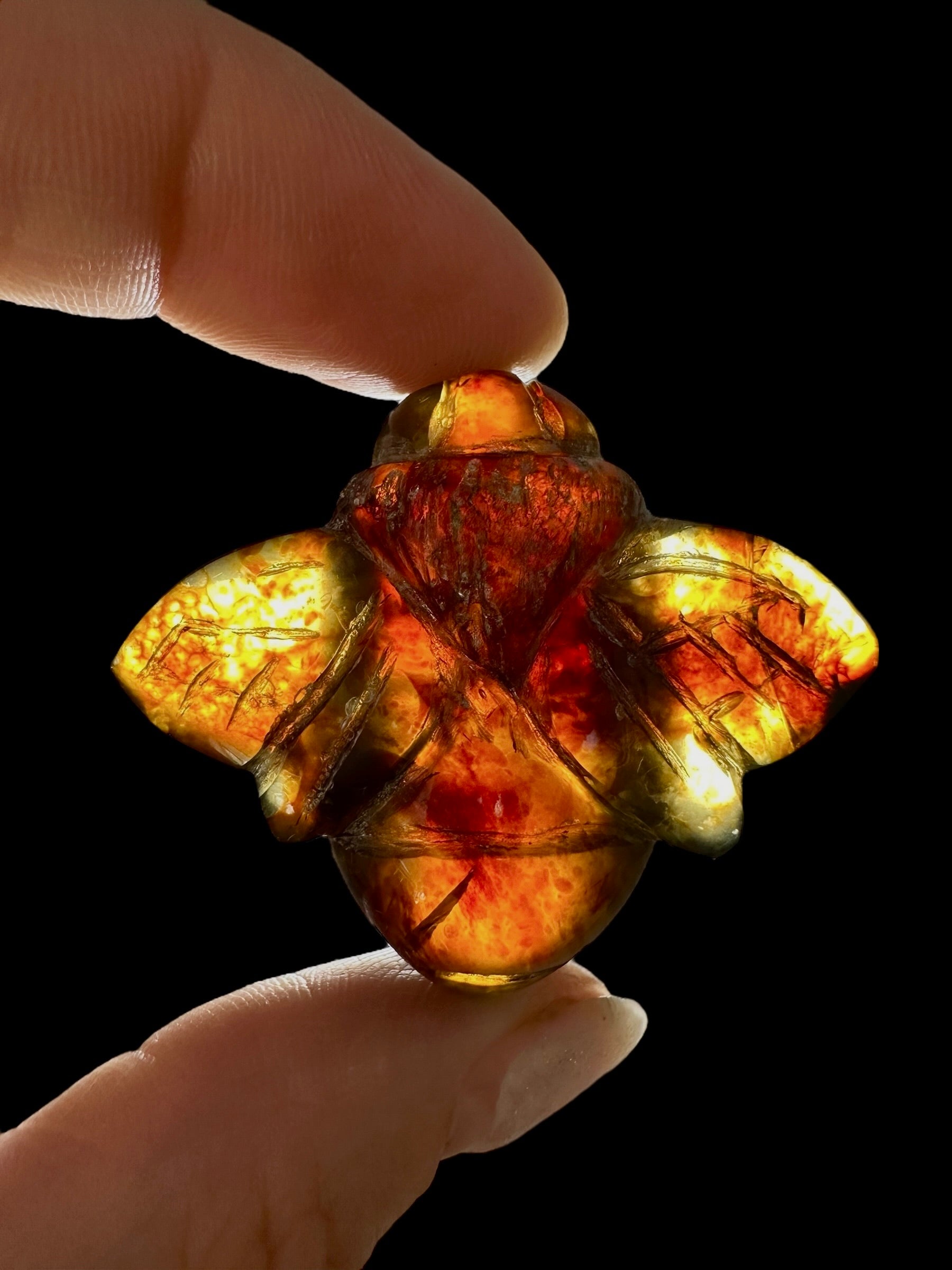 Amber bee – Sumatra, Indonesia - JV006