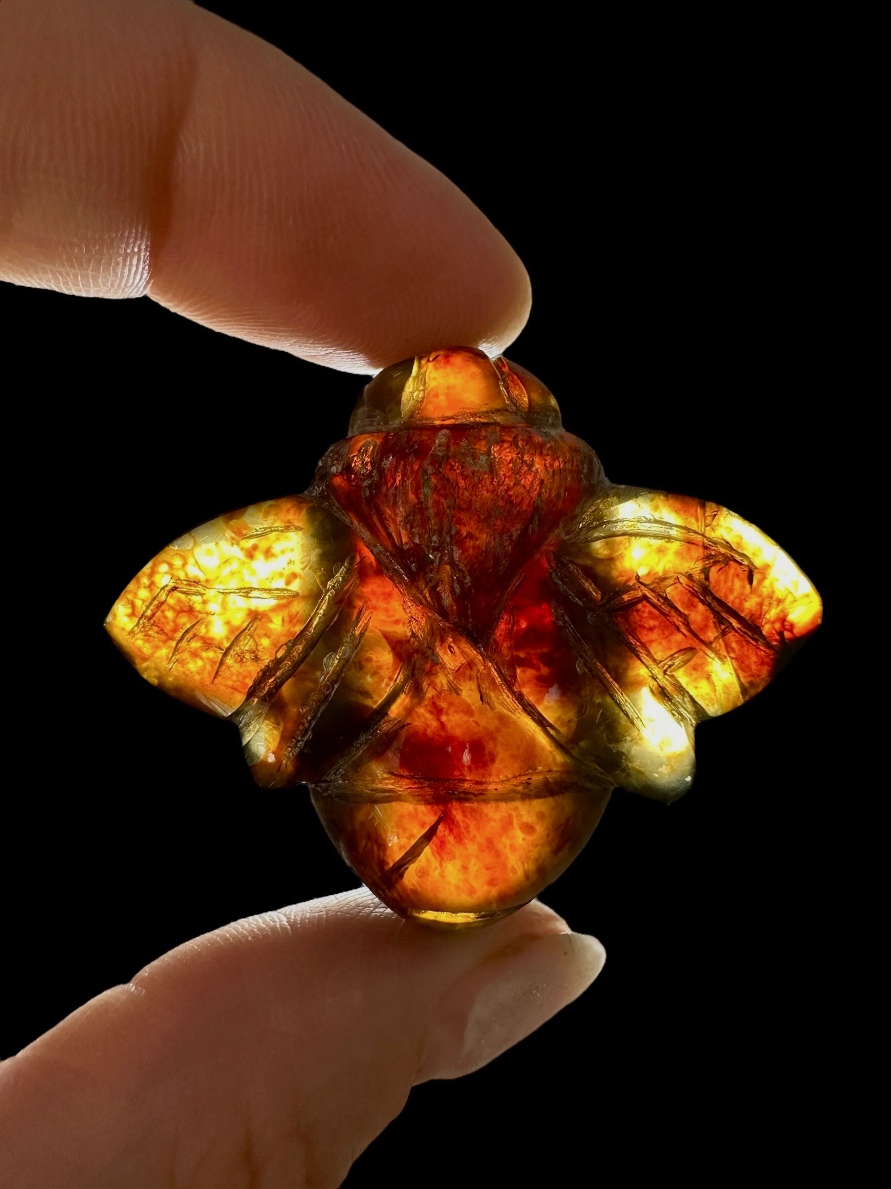 Amber bee – Sumatra, Indonesia - JV006