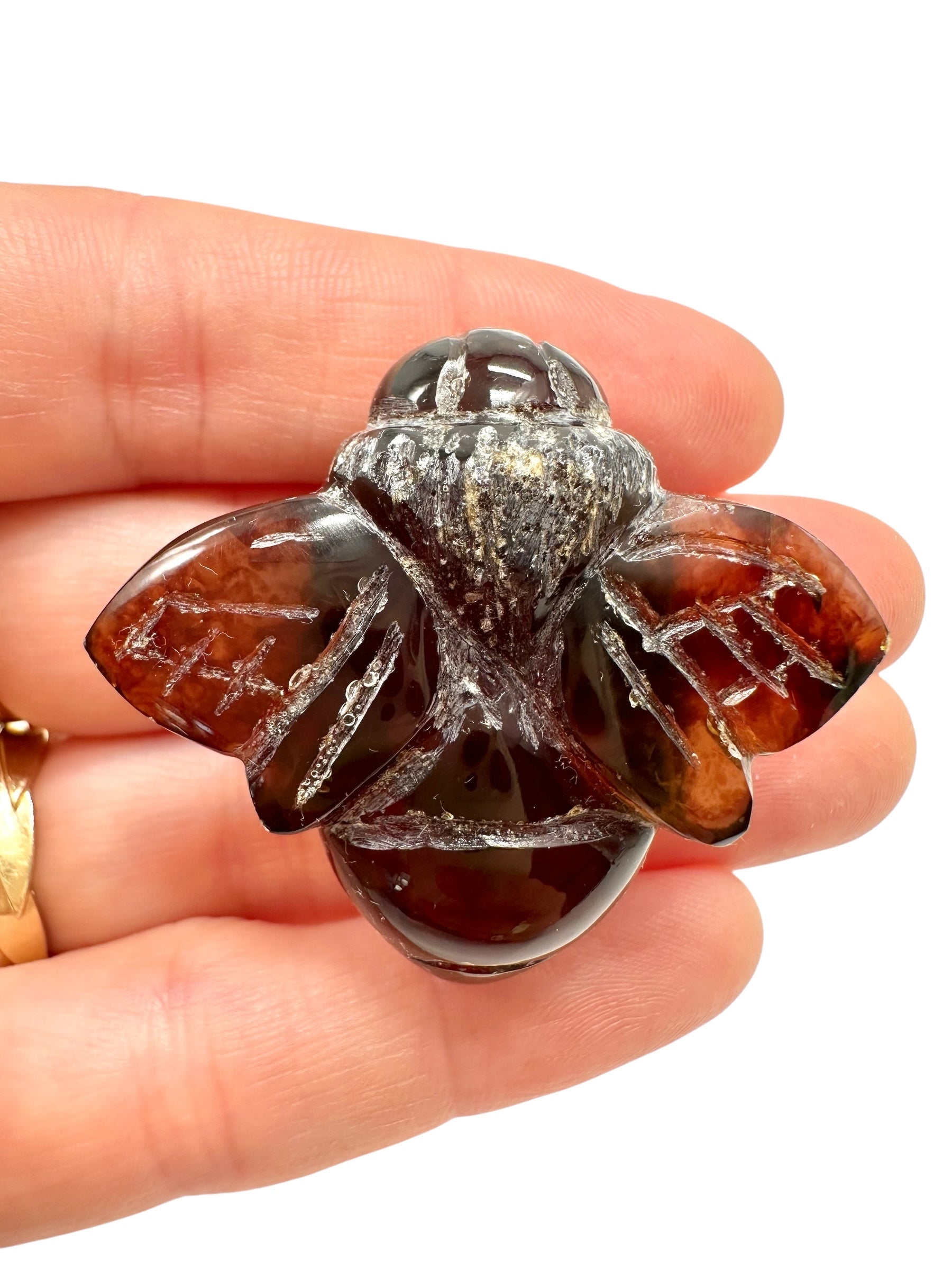 Amber bee – Sumatra, Indonesia