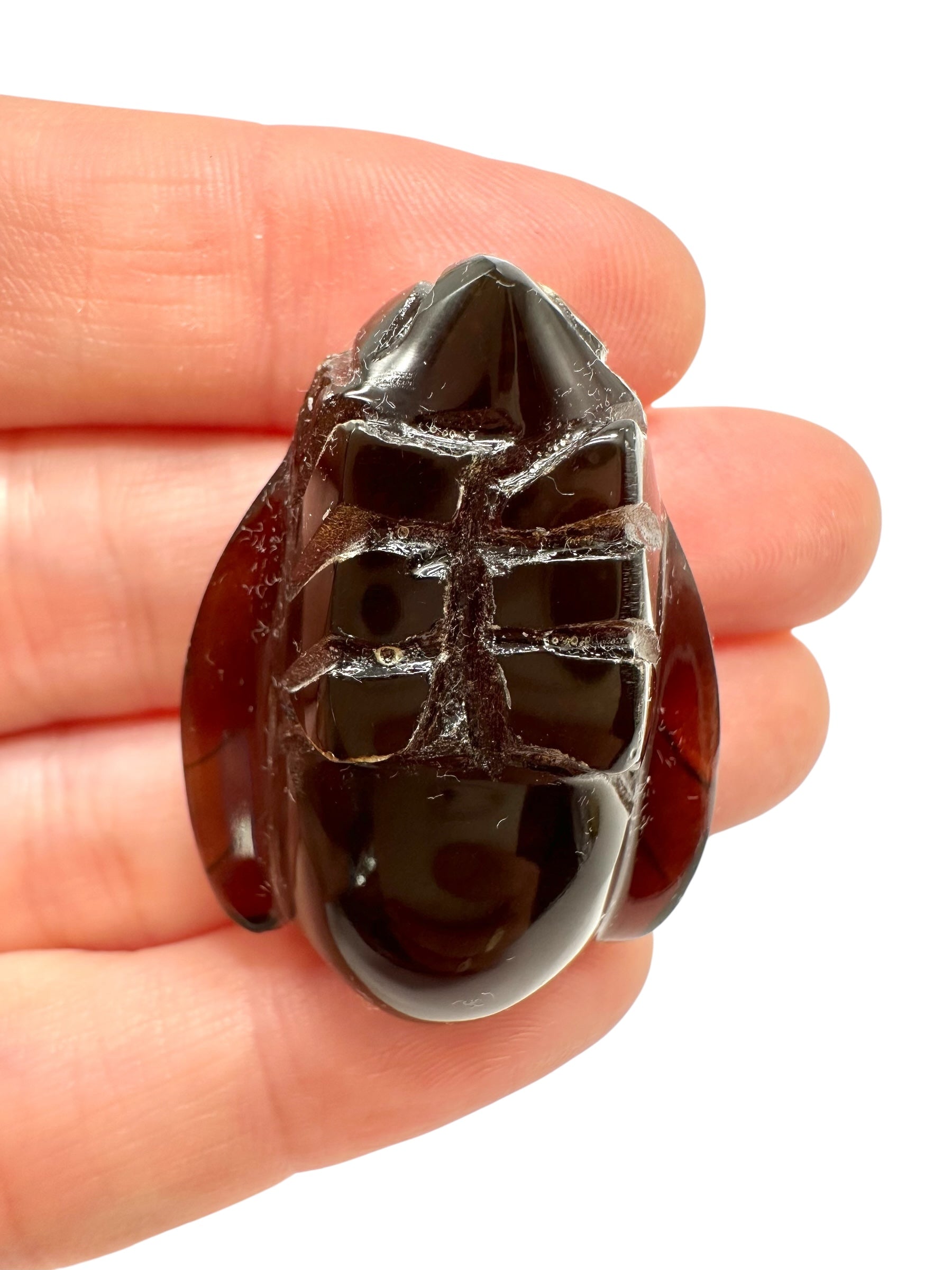 Amber bee – Sumatra, Indonesia - JV007
